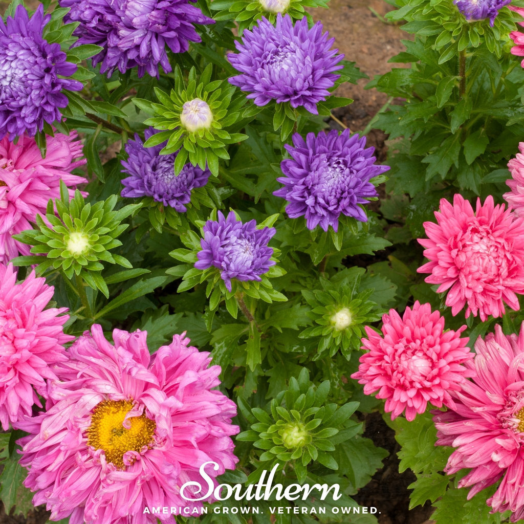 Powder Puff Aster – 50 Seeds Southern Seeds