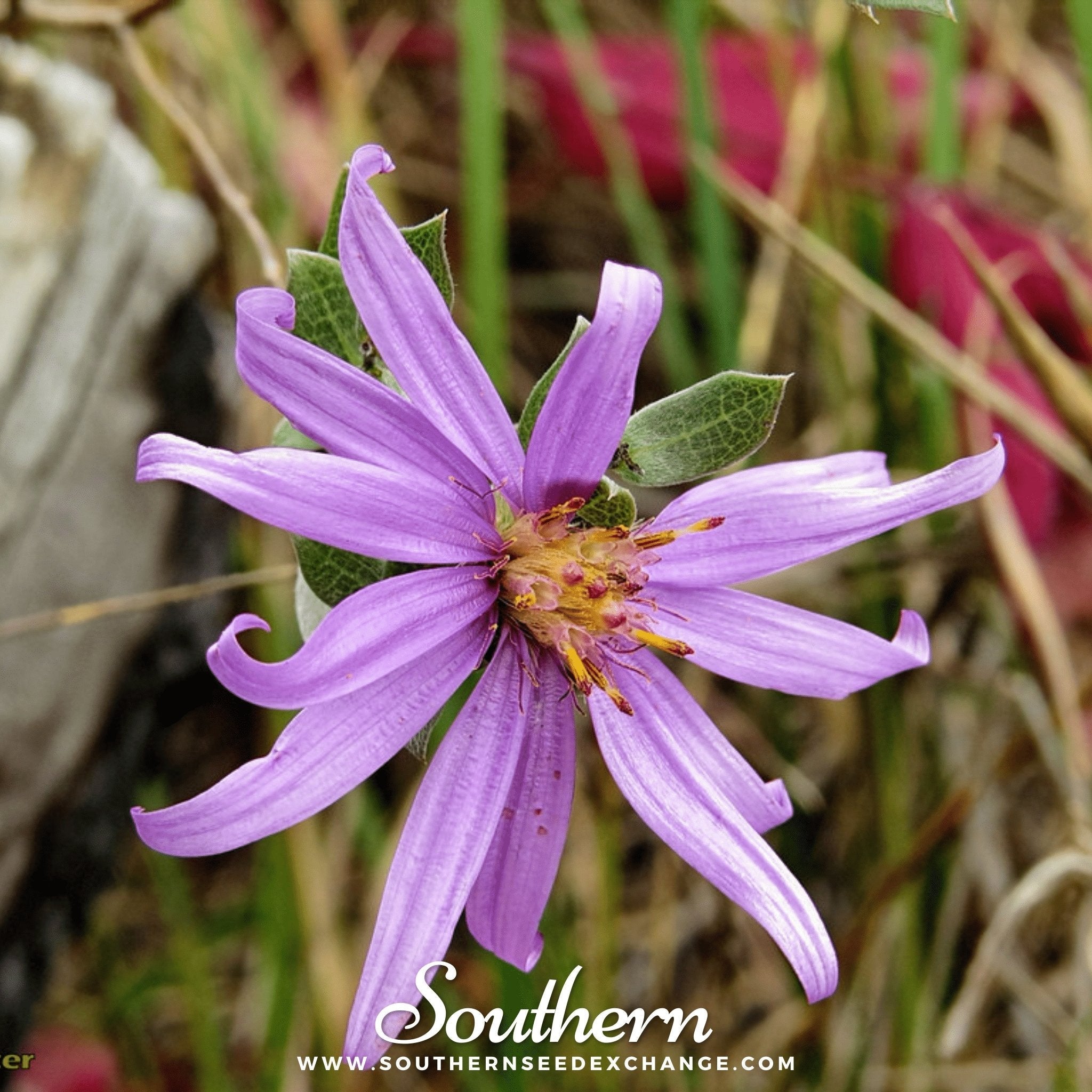 Silky Aster – 25 Seeds Southern Seeds