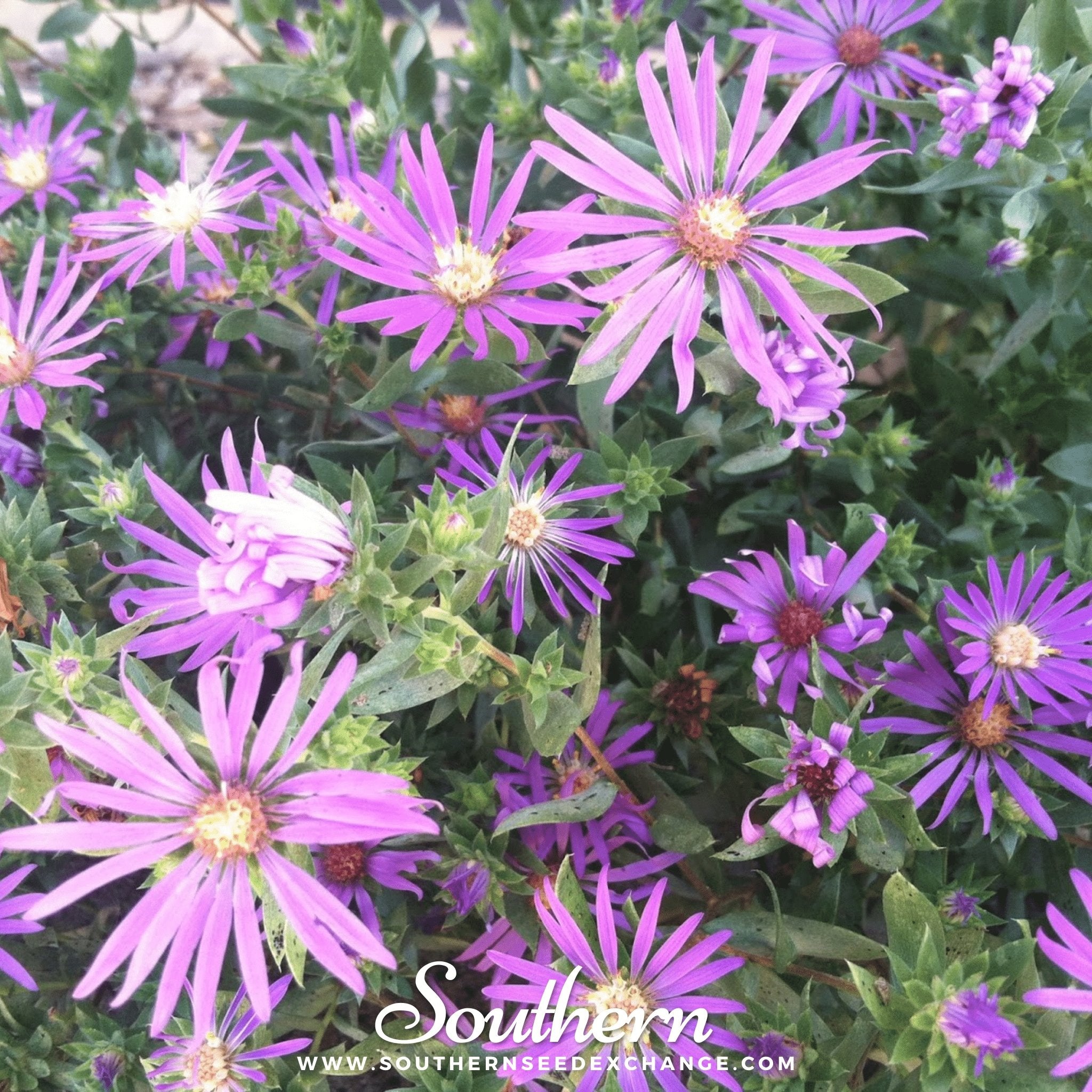 Silky Aster – 25 Seeds Southern Seeds
