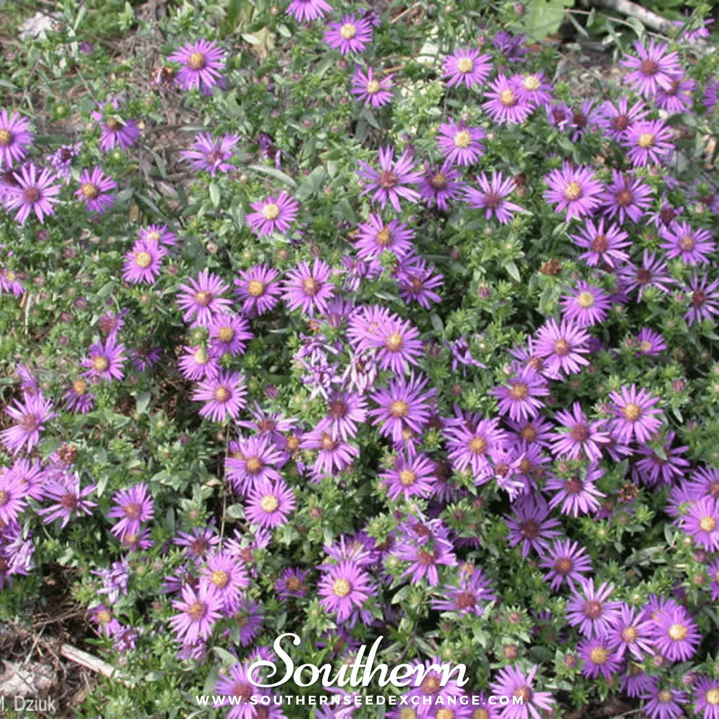 Silky Aster – 25 Seeds Southern Seeds
