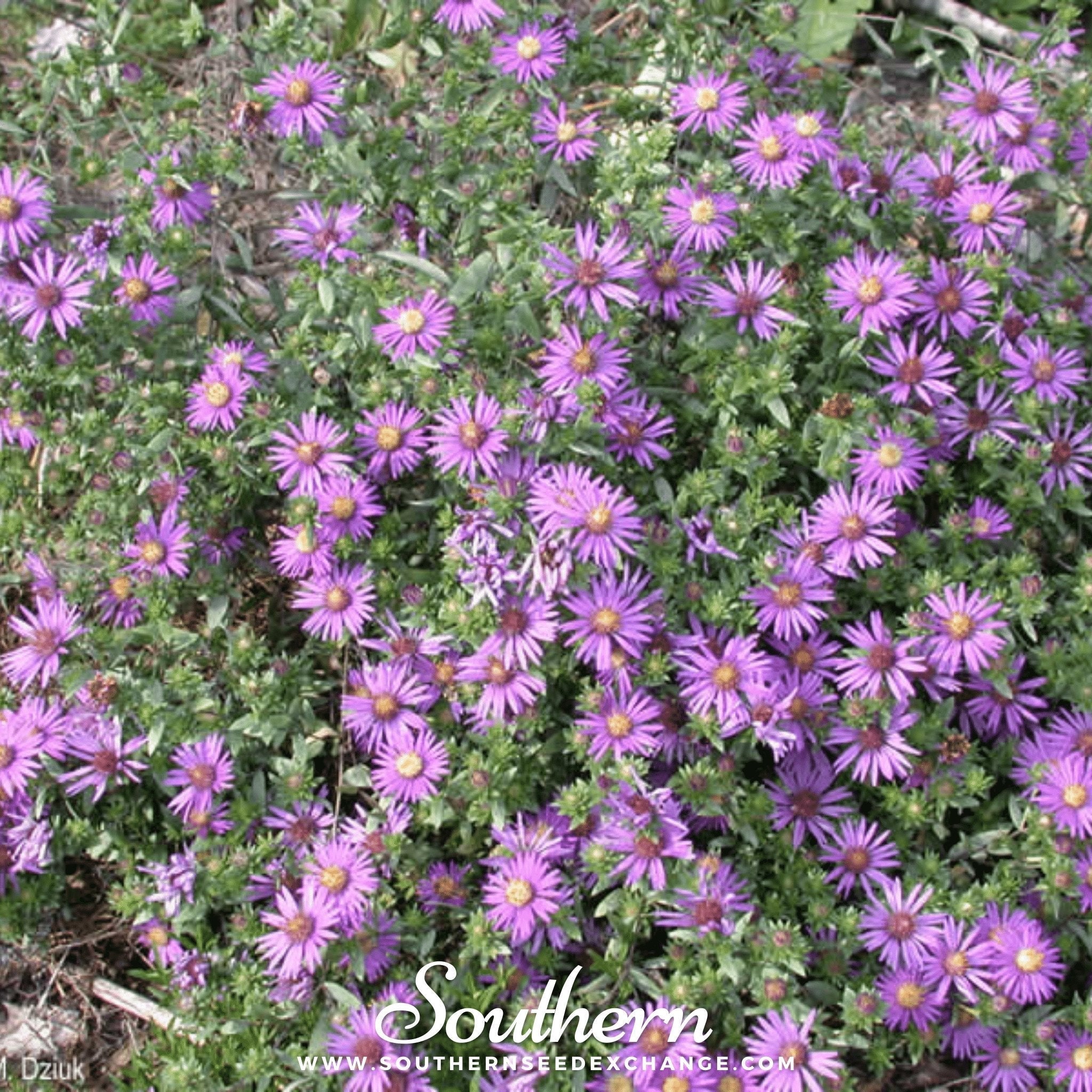 Silky Aster – 25 Seeds Southern Seeds
