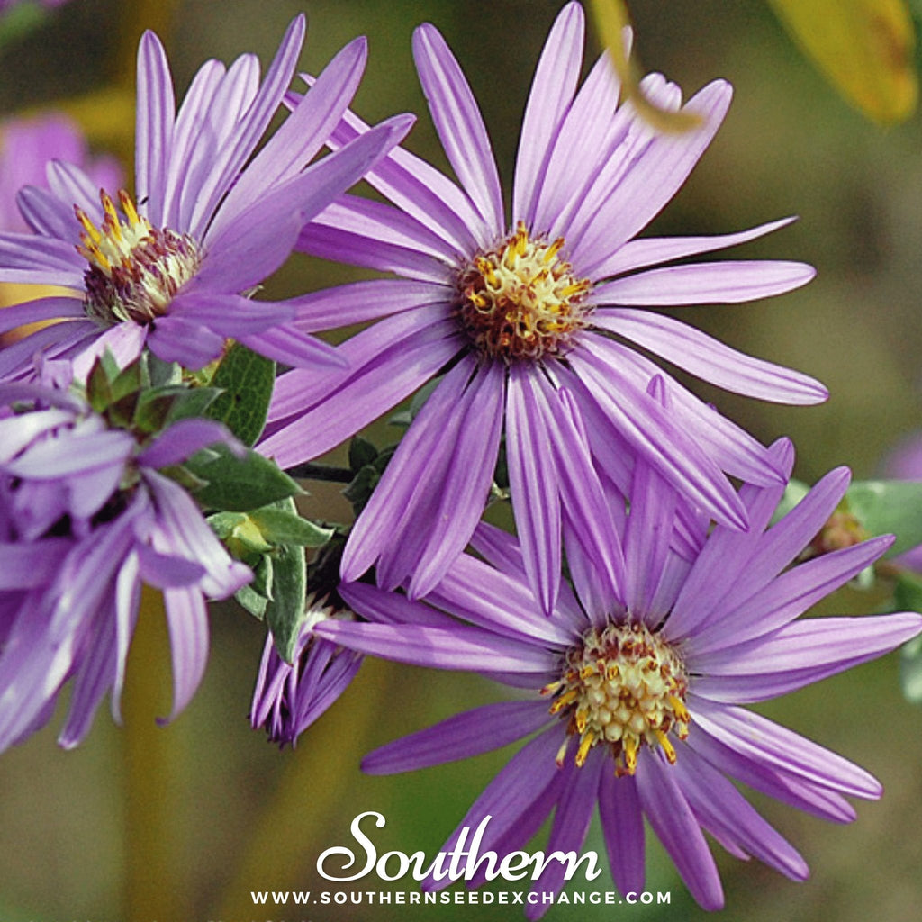 Silky Aster – 25 Seeds Southern Seeds