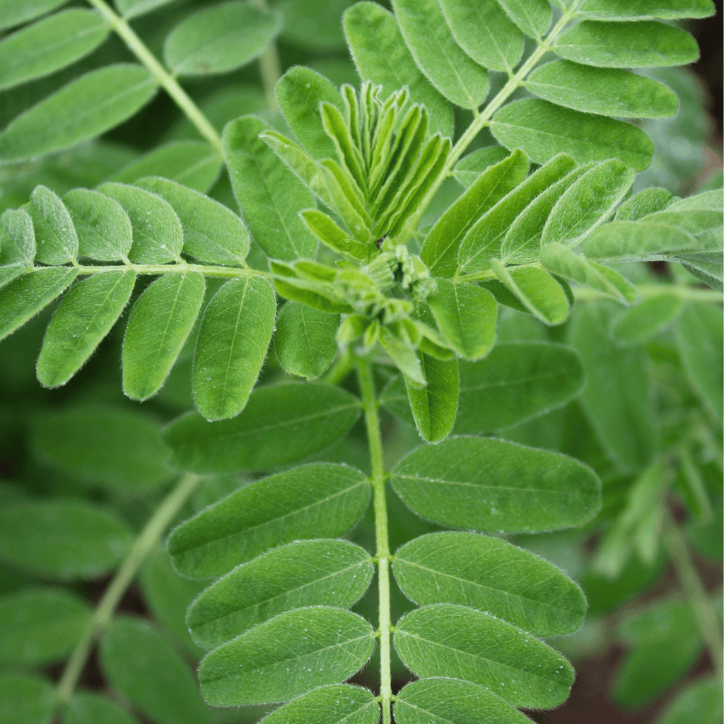 Astragalus (Huang Qi) – 25 Seeds Southern Seeds