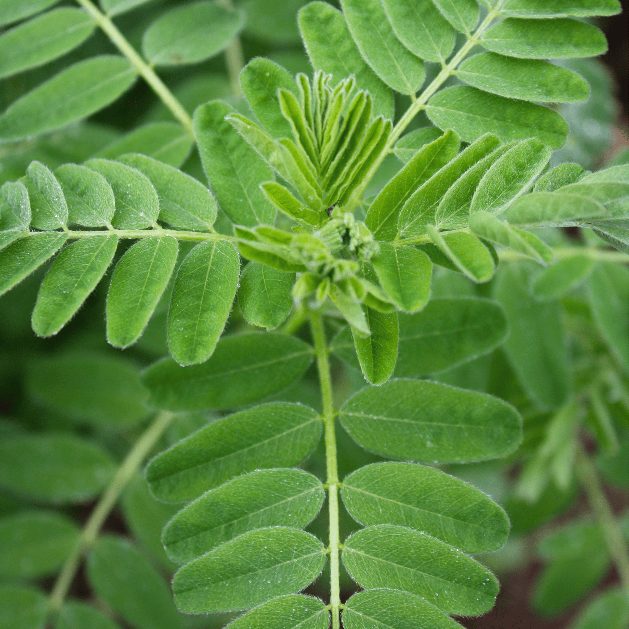 Astragalus (Huang Qi) – 25 Seeds Southern Seeds