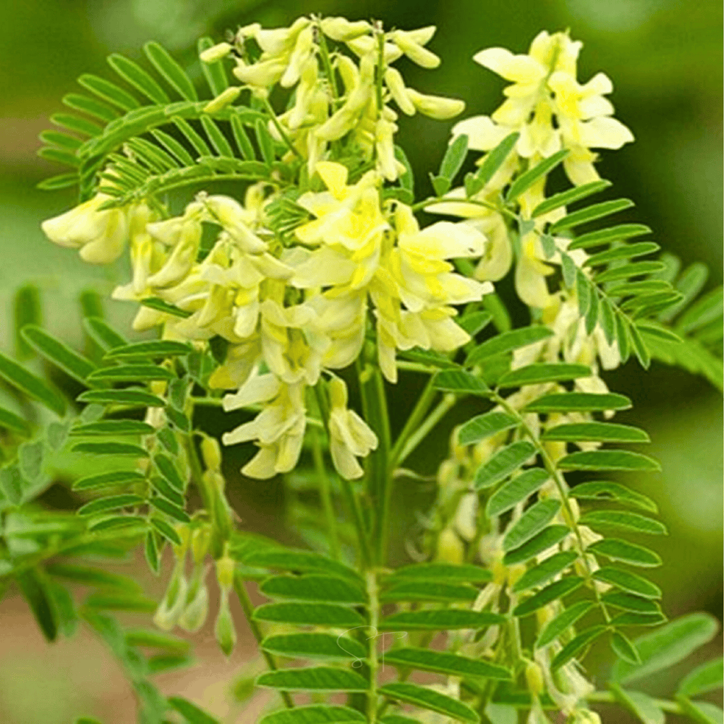 Astragalus (Huang Qi) – 25 Seeds Southern Seeds