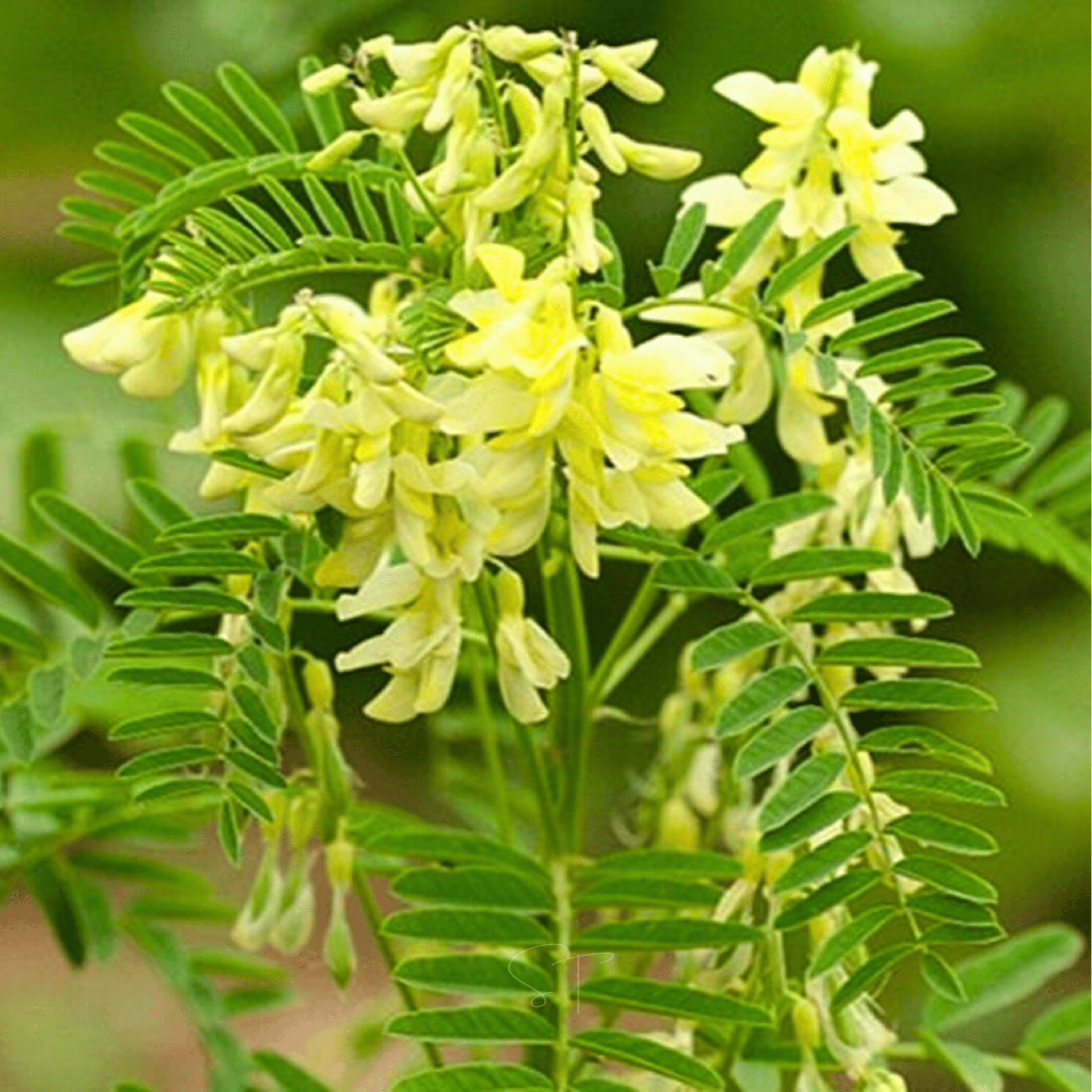 Astragalus (Huang Qi) – 25 Seeds Southern Seeds
