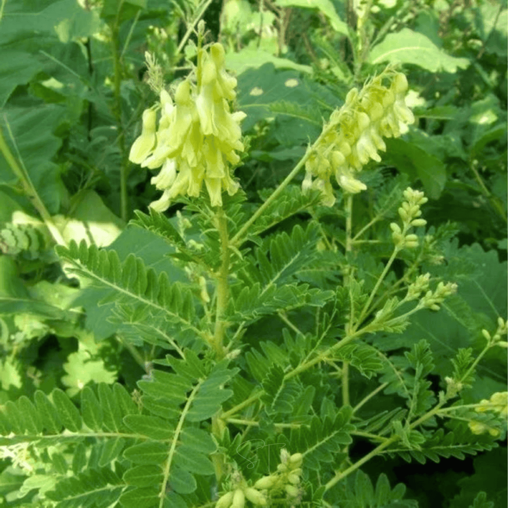 Astragalus (Huang Qi) – 25 Seeds Southern Seeds