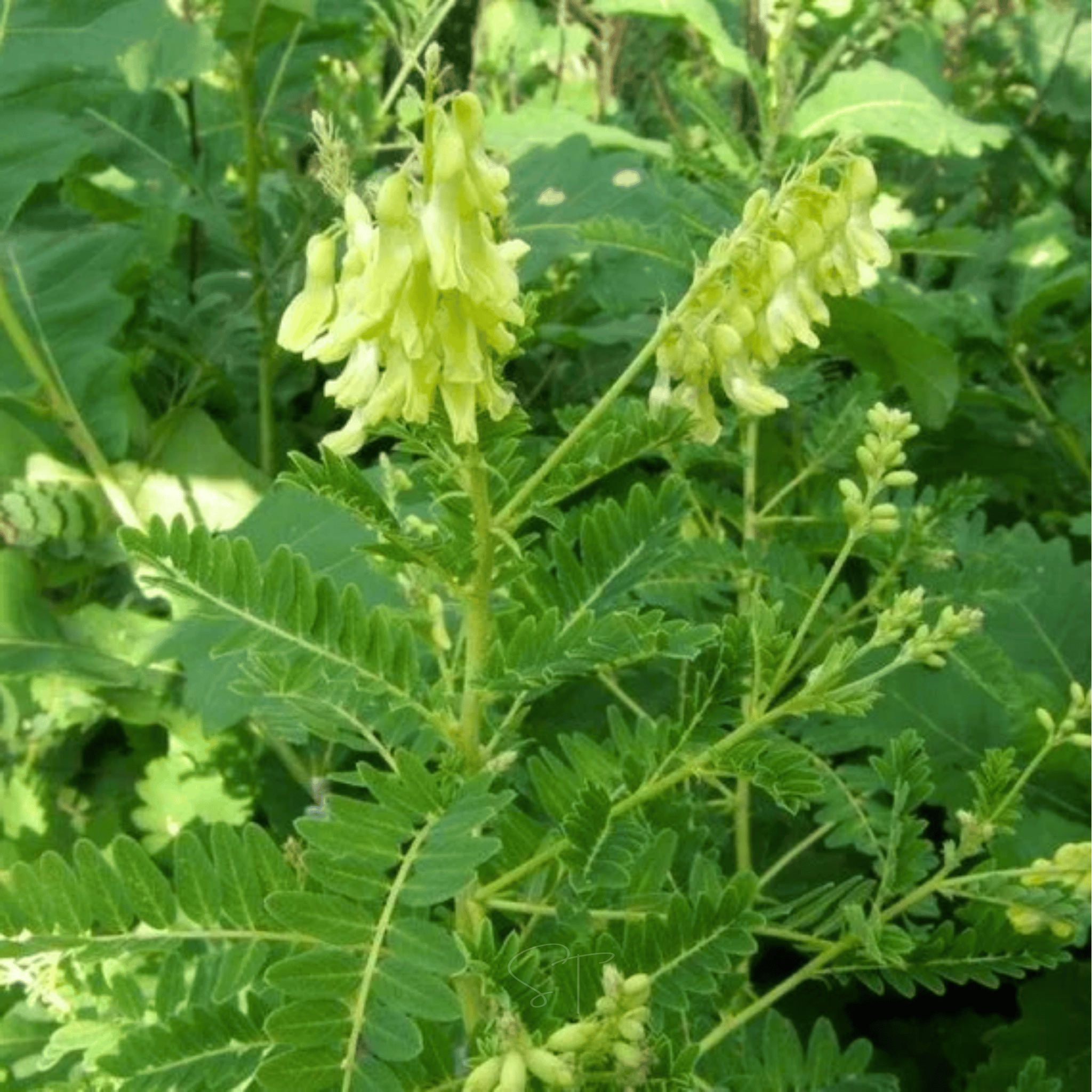 Astragalus (Huang Qi) – 25 Seeds Southern Seeds