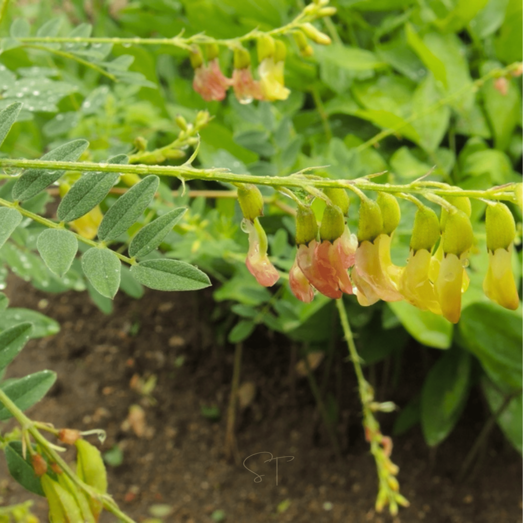 Astragalus (Huang Qi) – 25 Seeds Southern Seeds