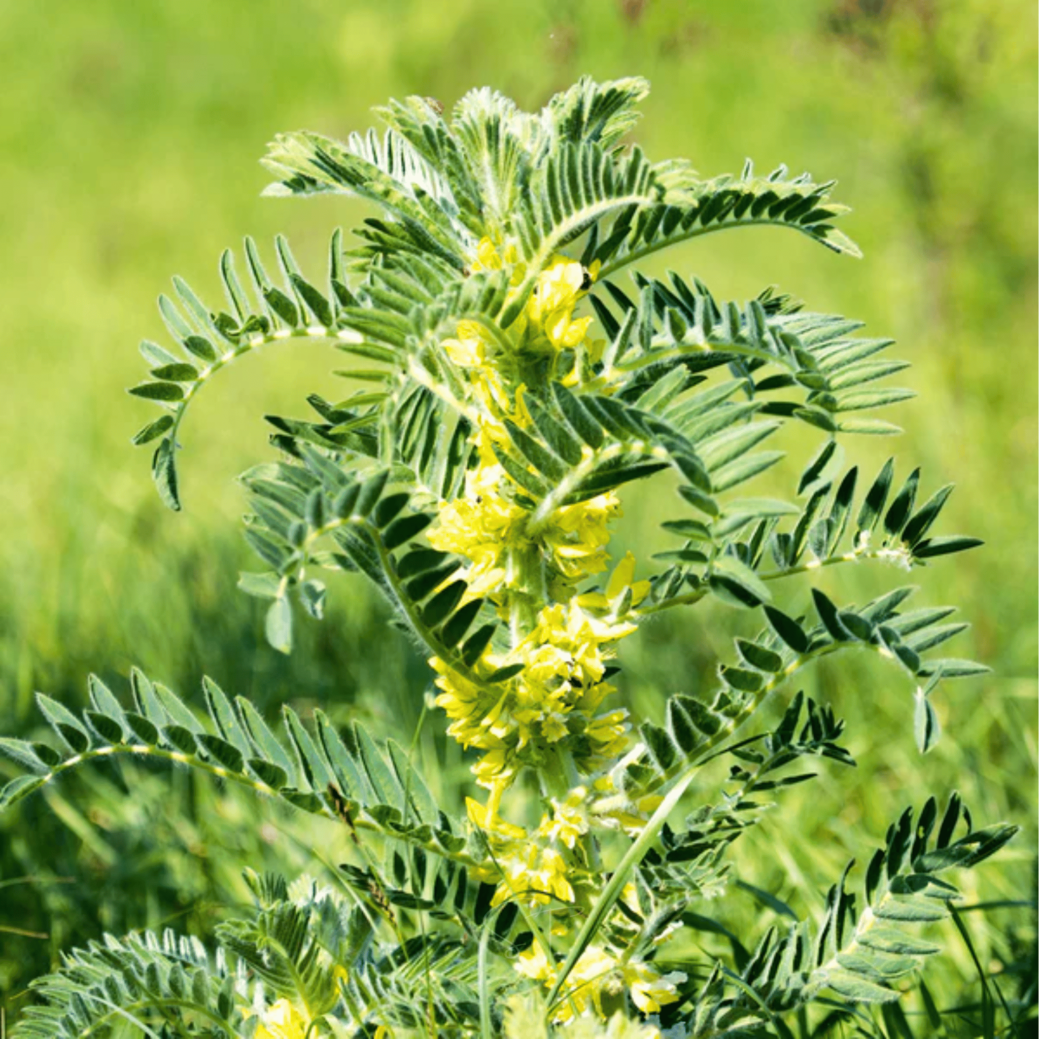 Astragalus (Huang Qi) – 25 Seeds Southern Seeds