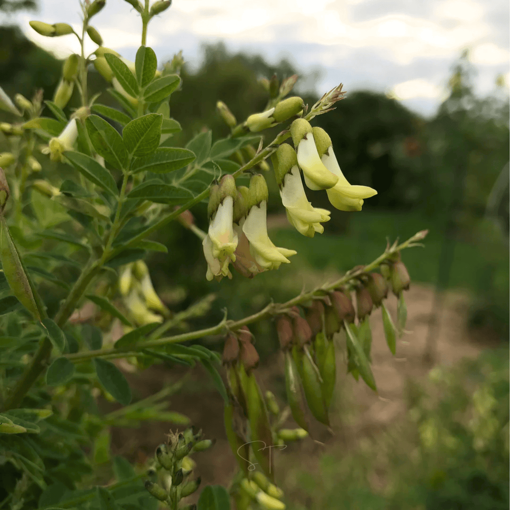 Astragalus (Huang Qi) – 25 Seeds Southern Seeds