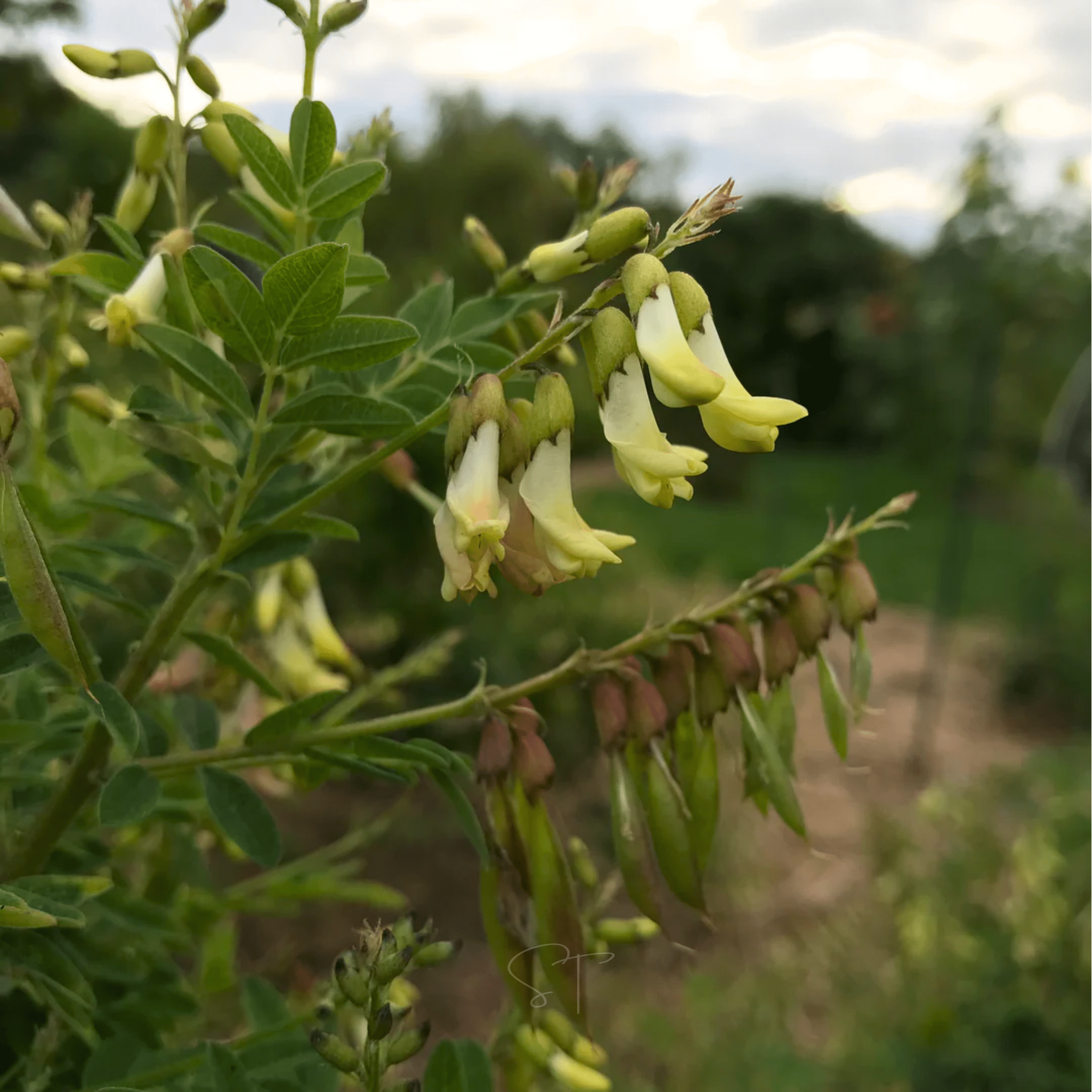 Astragalus (Huang Qi) – 25 Seeds Southern Seeds