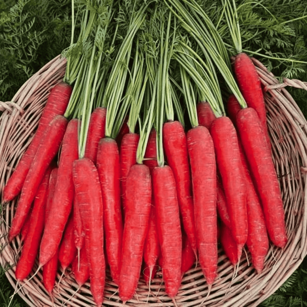 Atomic Red Carrot – 250 Seeds Southern Seeds