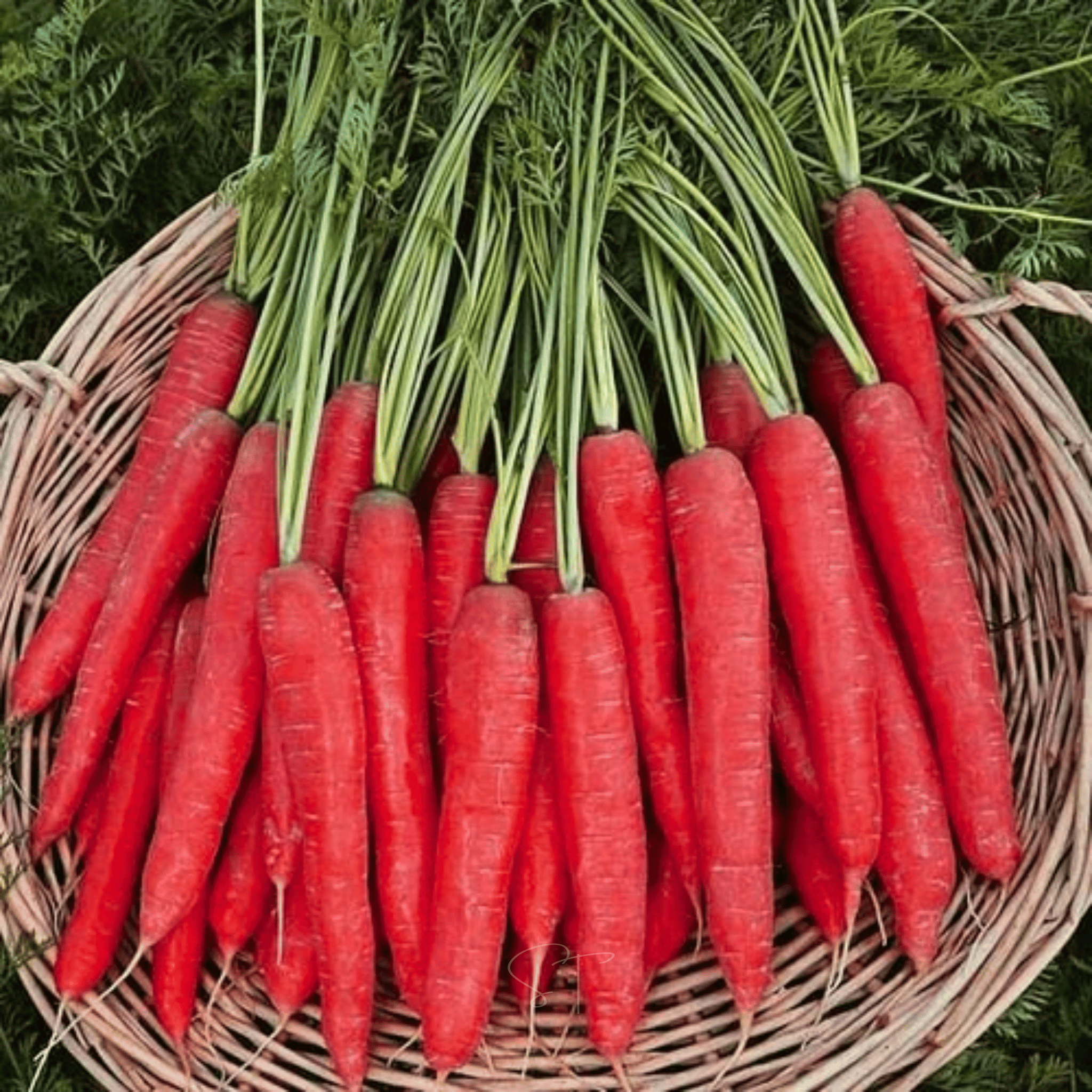 Atomic Red Carrot – 250 Seeds Southern Seeds