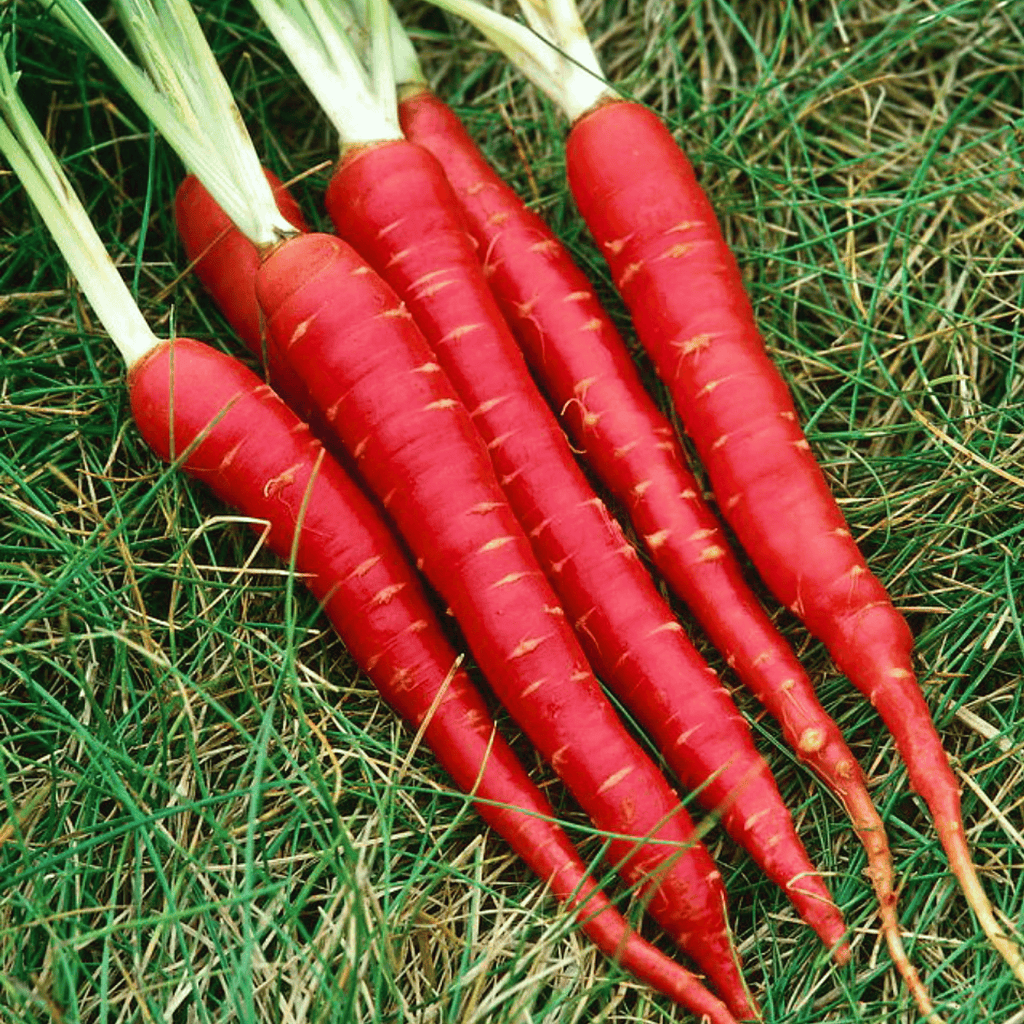 Atomic Red Carrot – 250 Seeds Southern Seeds
