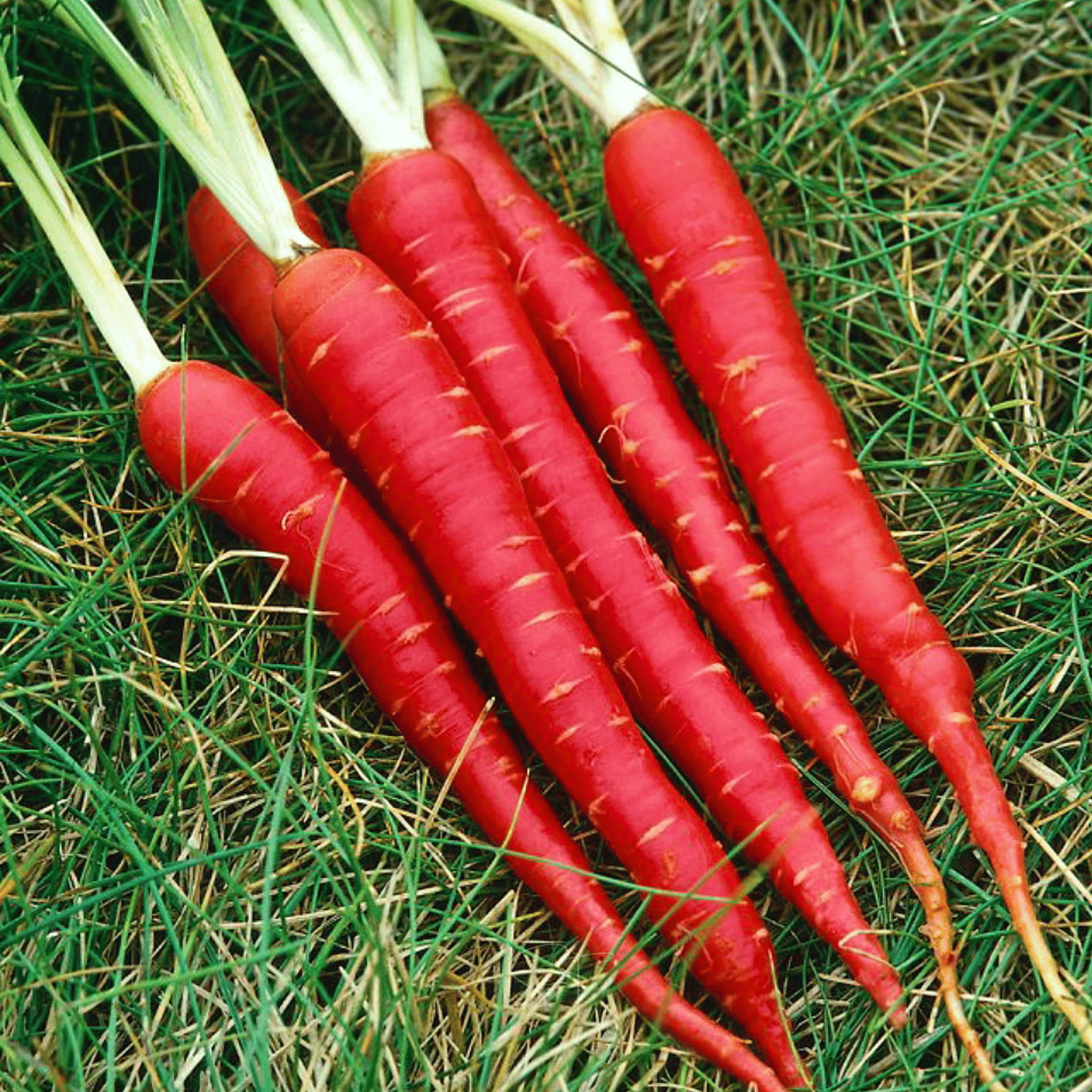 Atomic Red Carrot – 250 Seeds Southern Seeds
