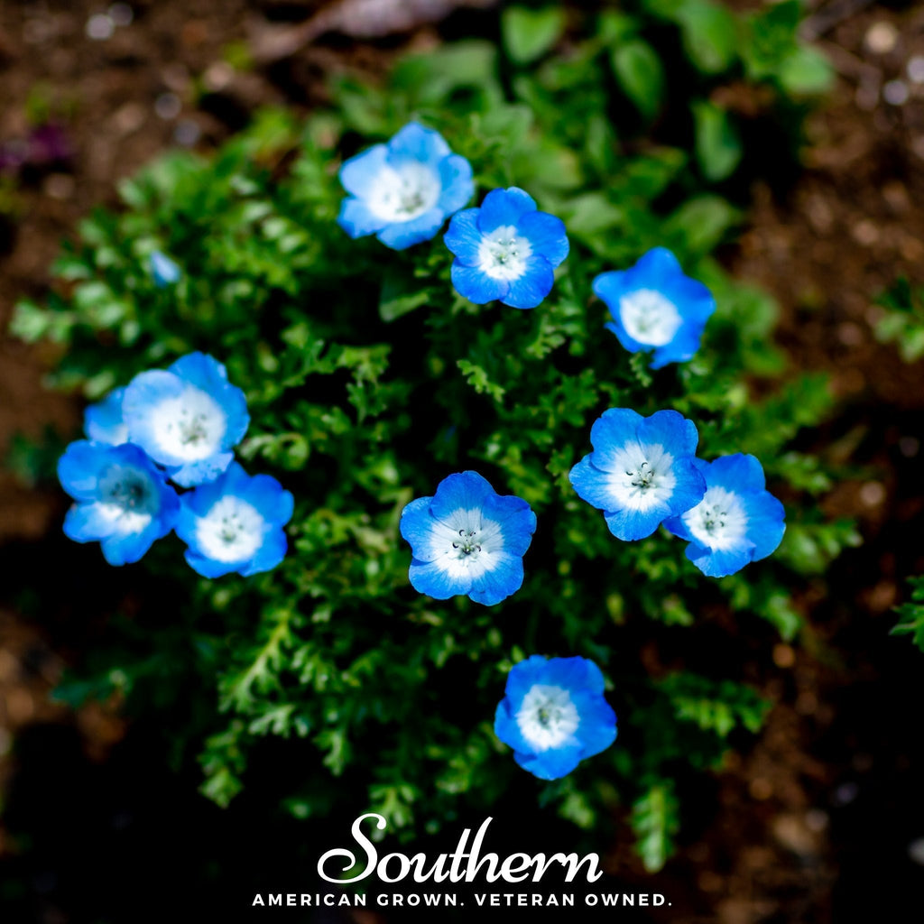 Baby Blue Eyes – 200 Seeds Southern Seeds