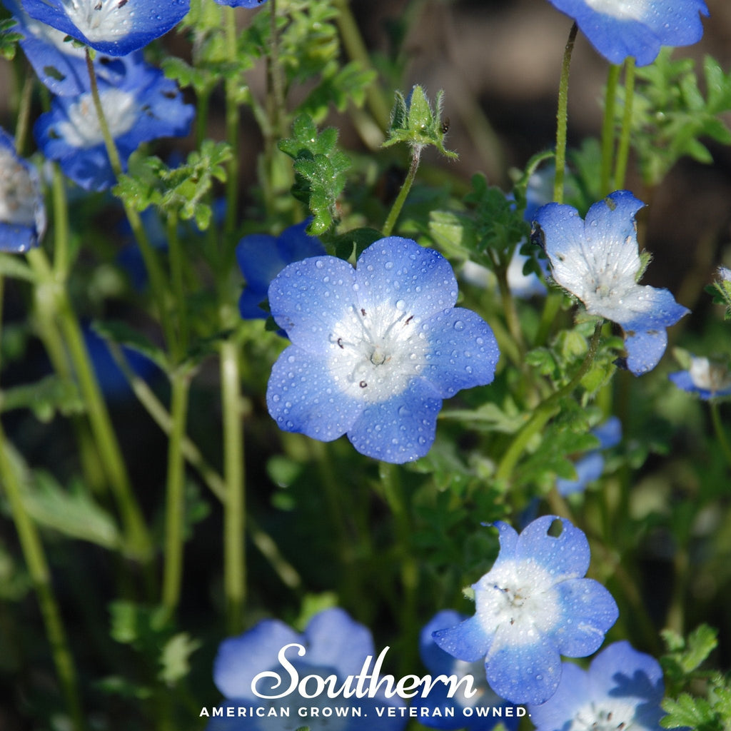 Baby Blue Eyes – 200 Seeds Southern Seeds