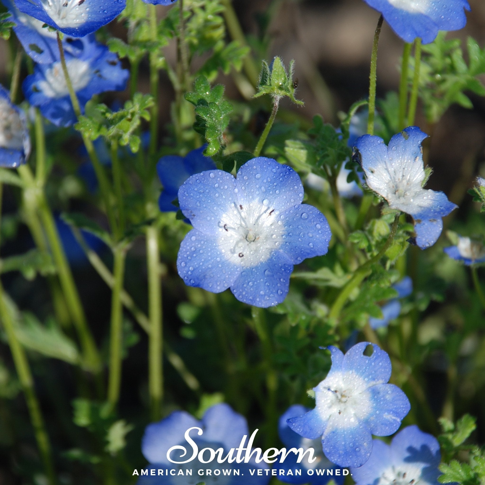 Baby Blue Eyes – 200 Seeds Southern Seeds
