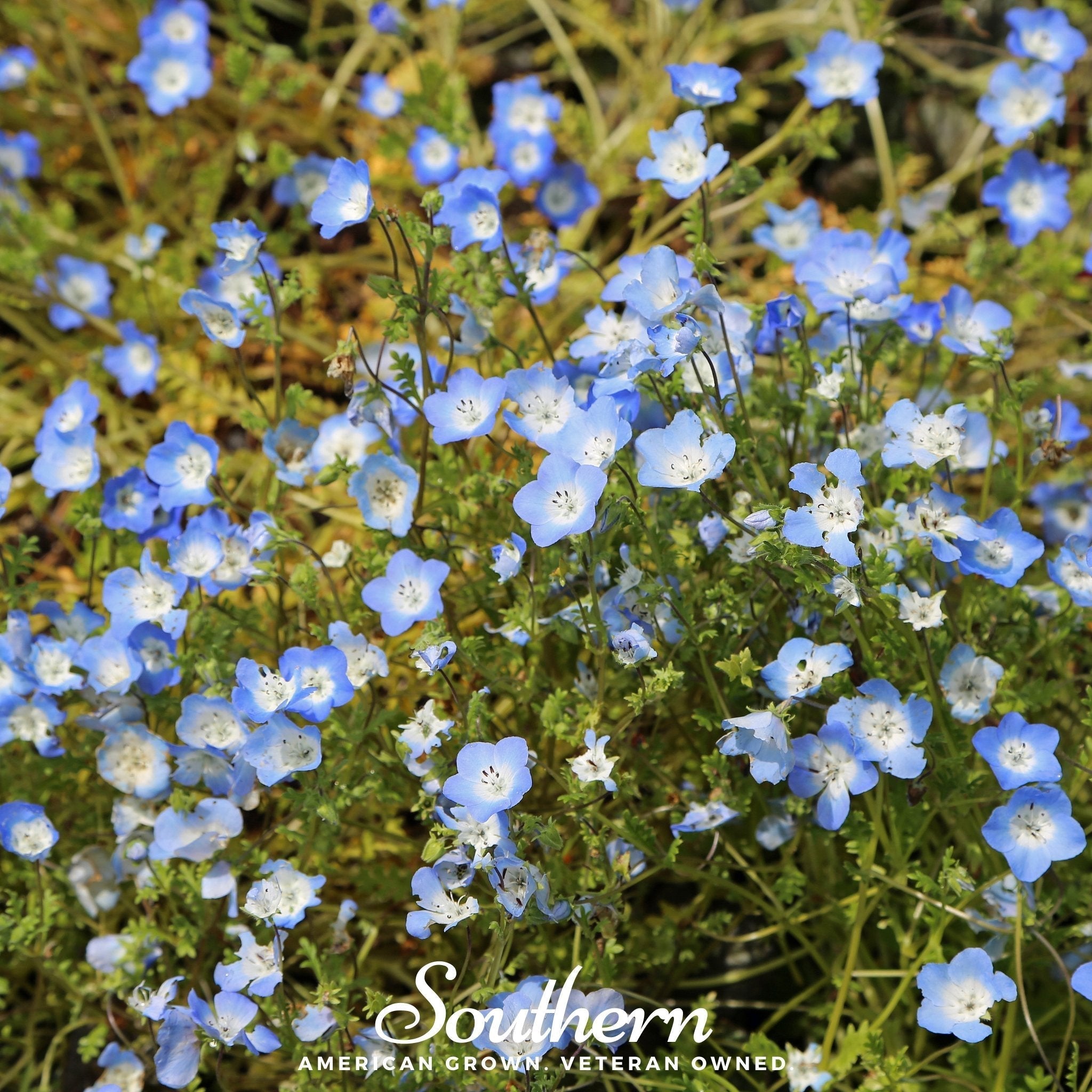 Baby Blue Eyes – 200 Seeds Southern Seeds
