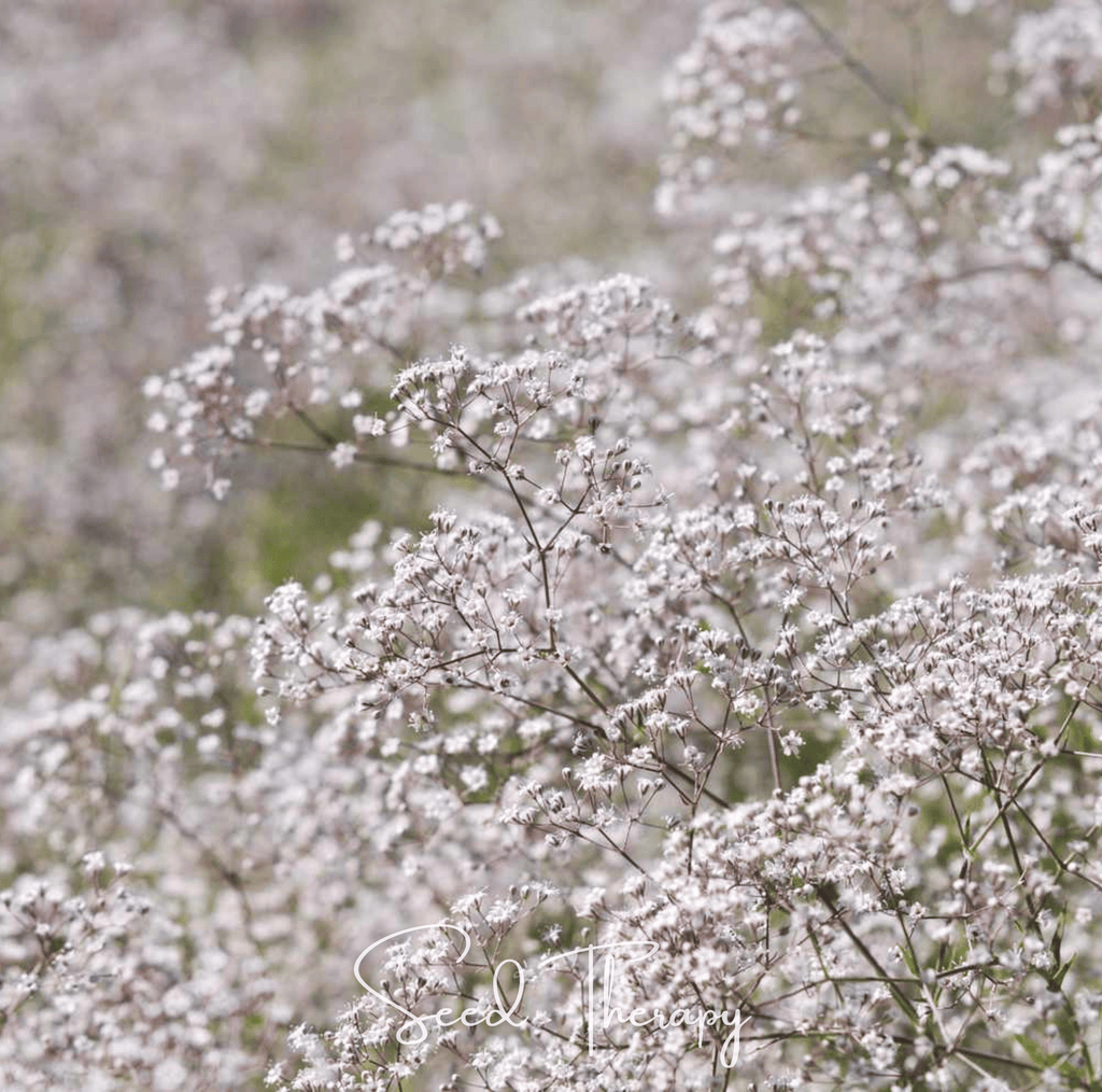 Perennial Baby’s Breath – 100 Seeds Southern Seeds