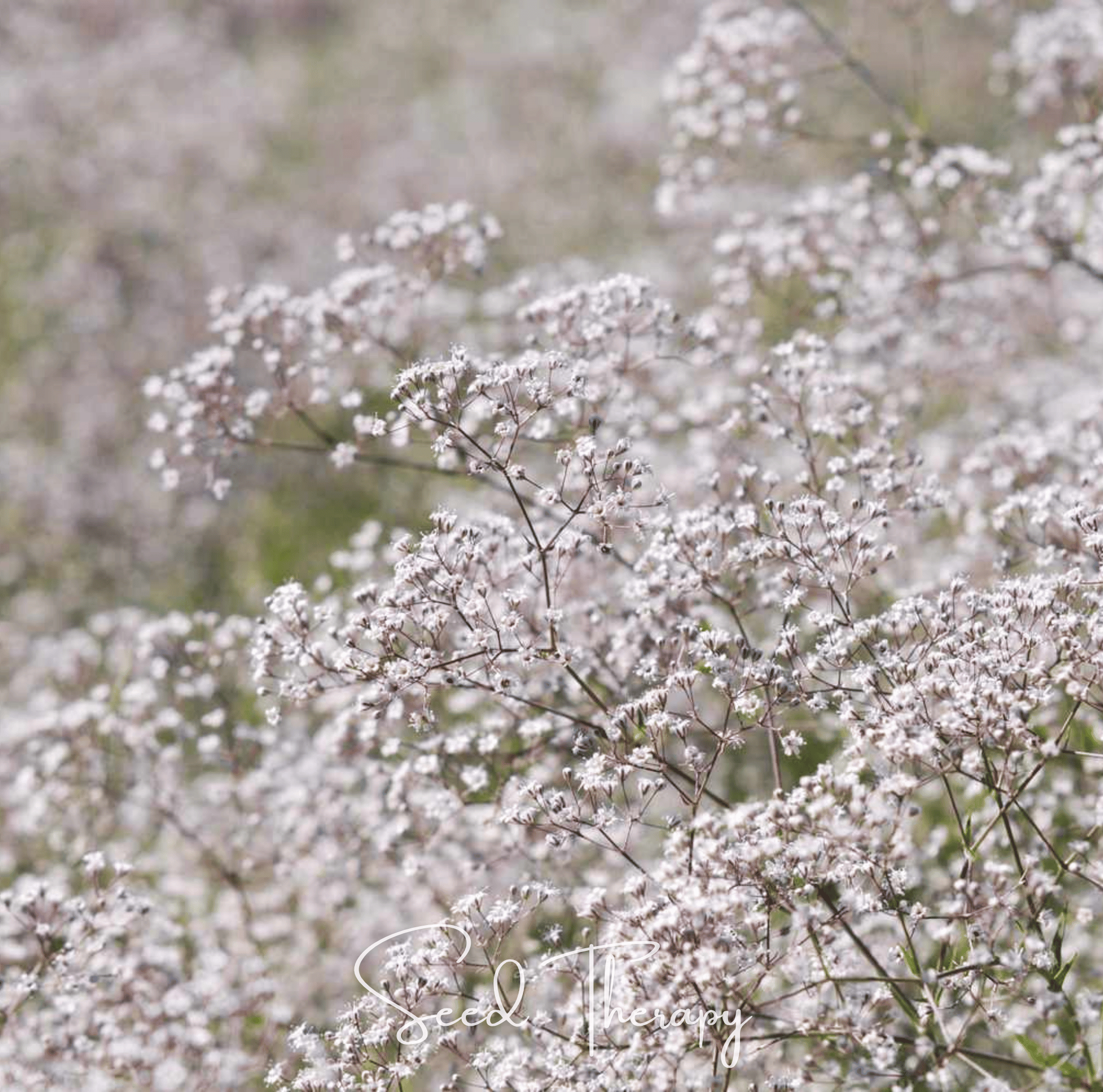 Perennial Baby’s Breath – 100 Seeds Southern Seeds
