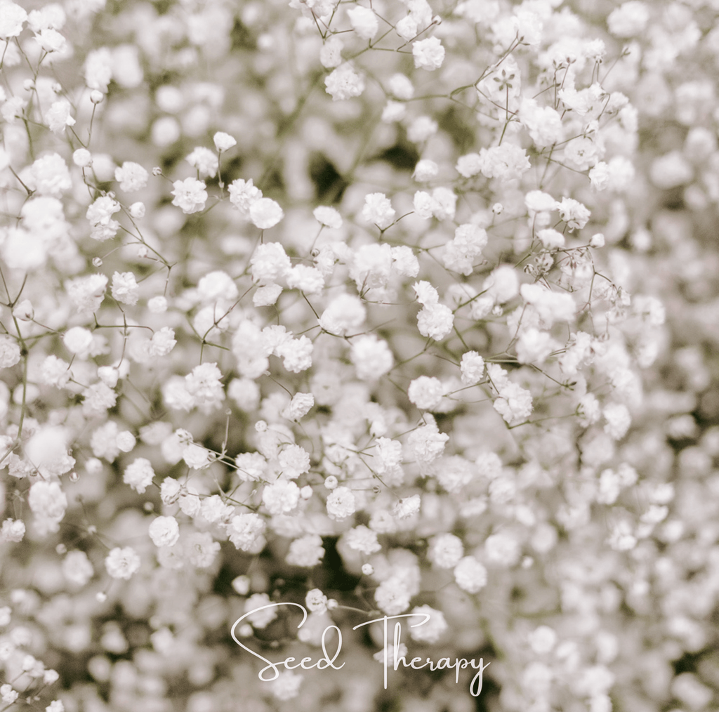 Perennial Baby’s Breath – 100 Seeds Southern Seeds