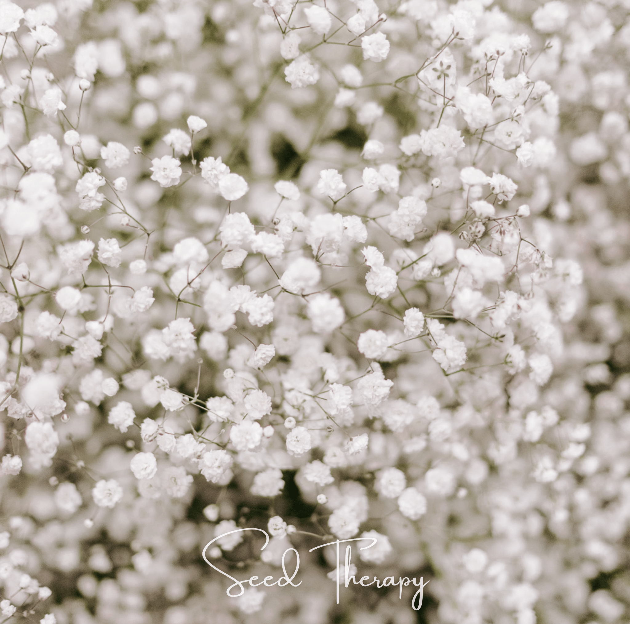 Perennial Baby’s Breath – 100 Seeds Southern Seeds