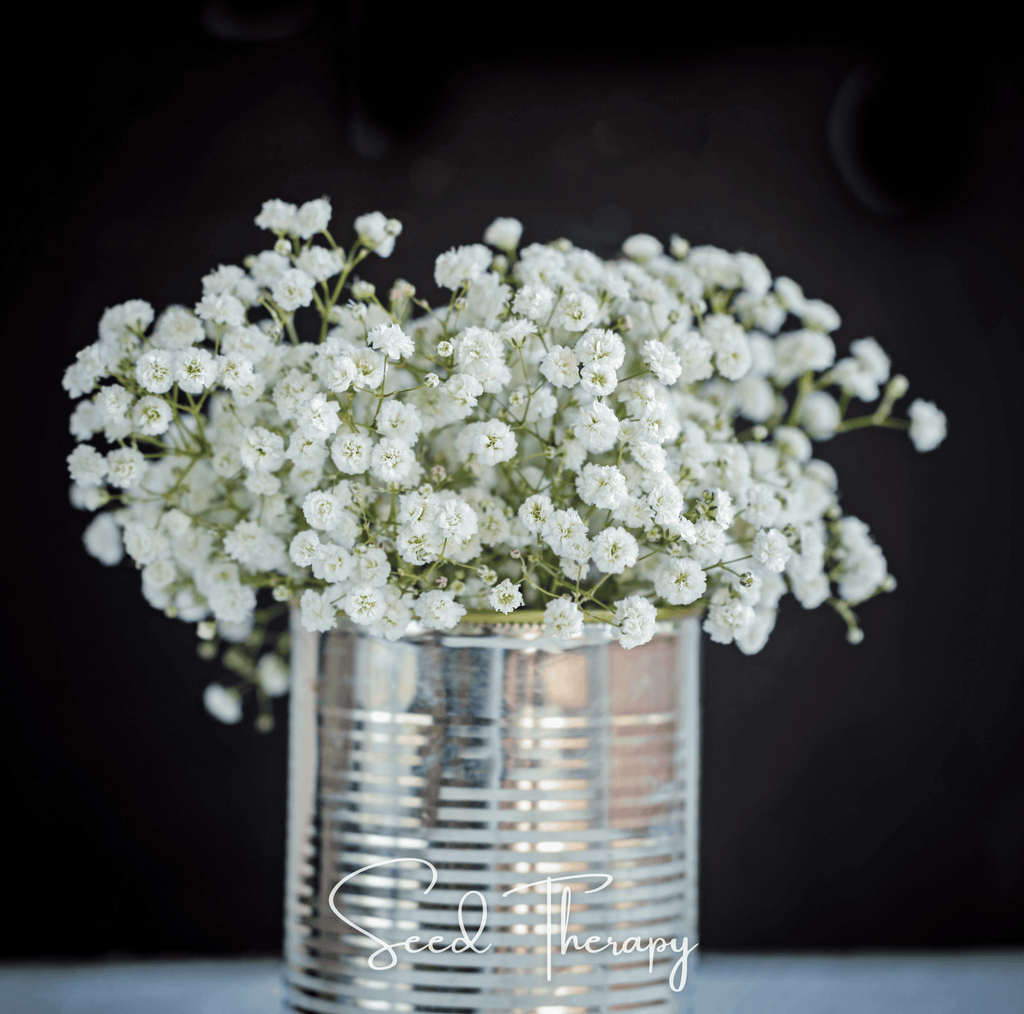 Perennial Baby’s Breath – 100 Seeds Southern Seeds