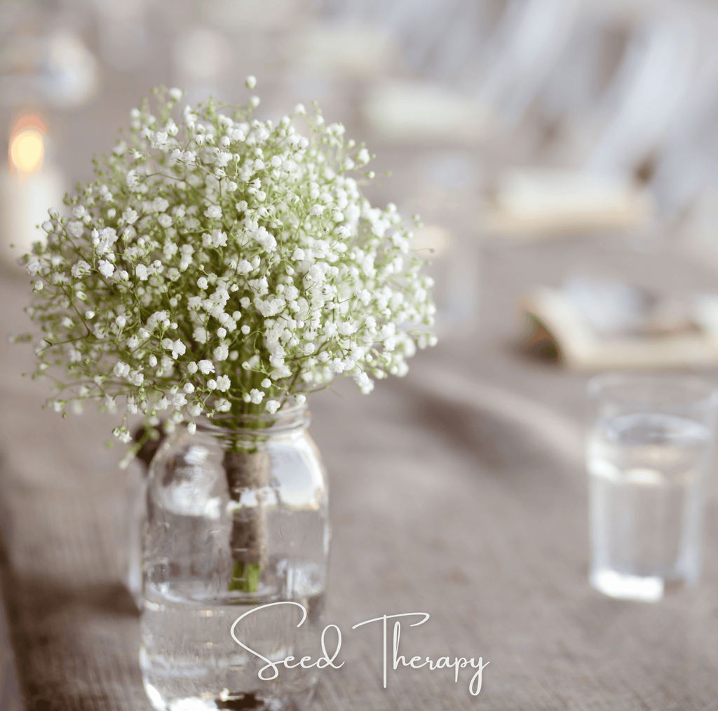 Perennial Baby’s Breath – 100 Seeds Southern Seeds