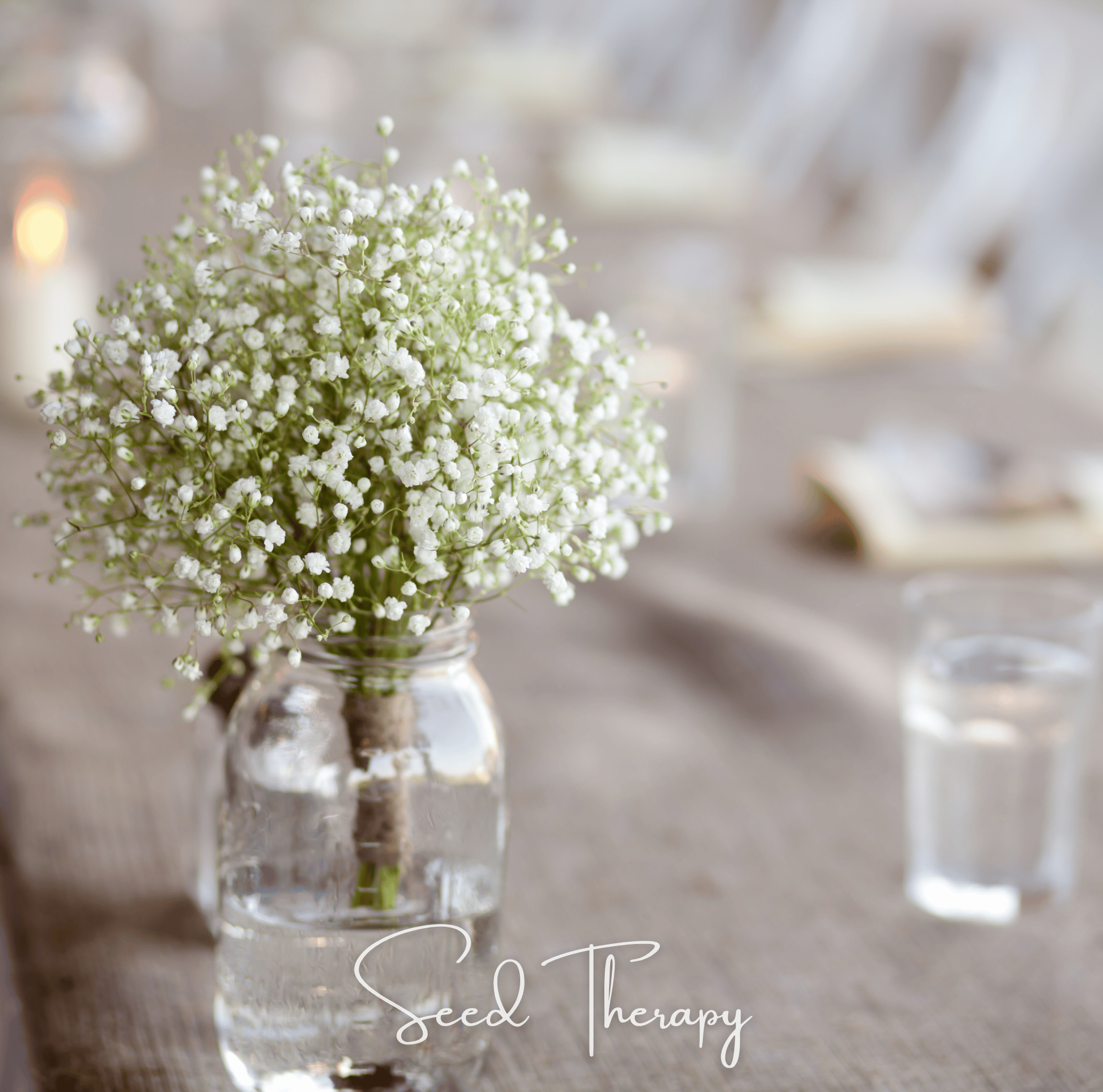 Perennial Baby’s Breath – 100 Seeds Southern Seeds