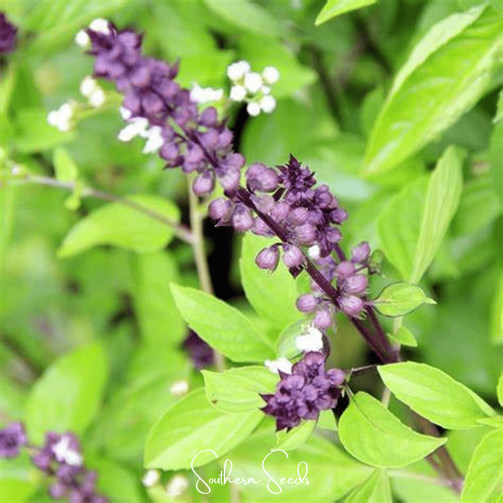 Blue Spice Basil – 100 Seeds Southern Seeds