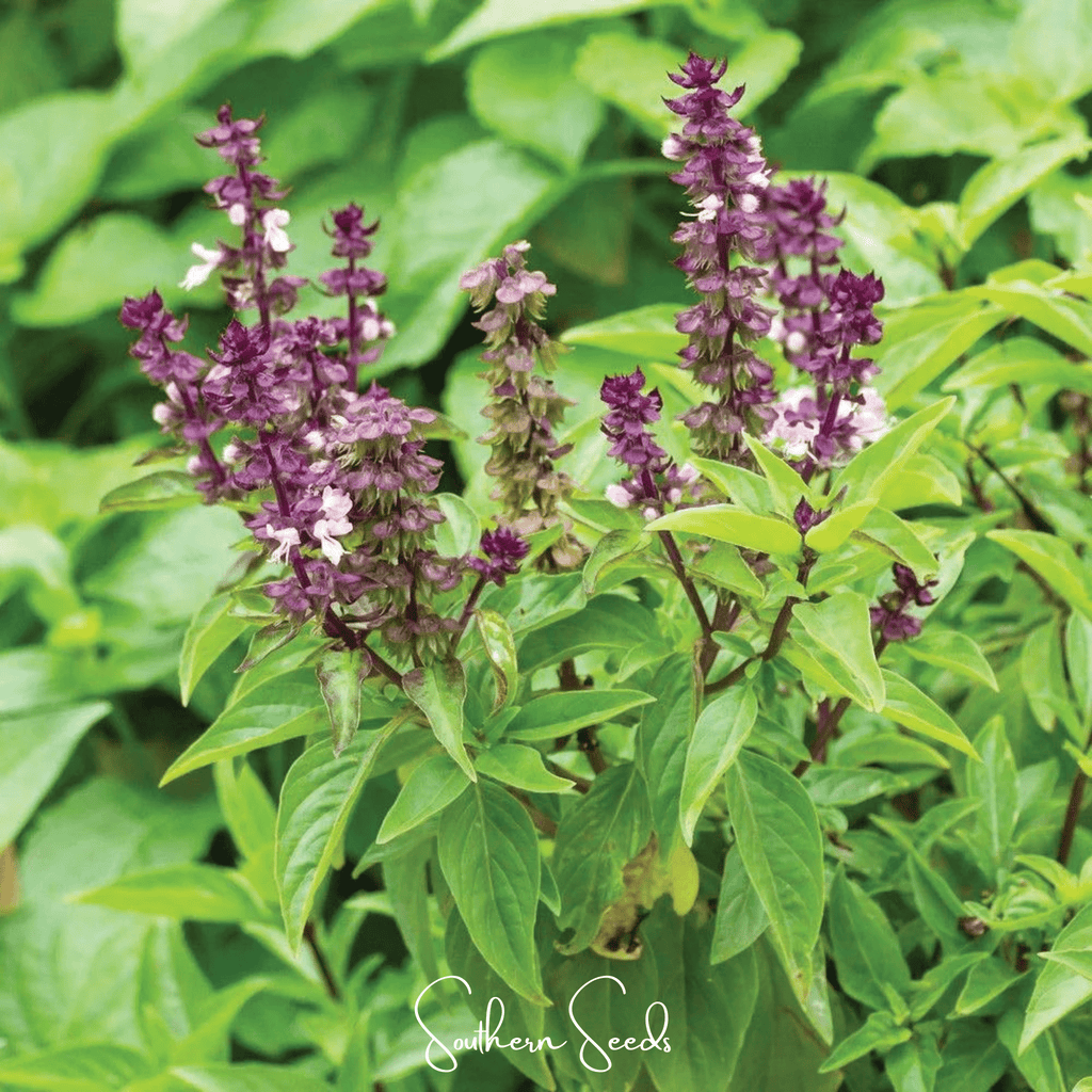 Blue Spice Basil – 100 Seeds Southern Seeds