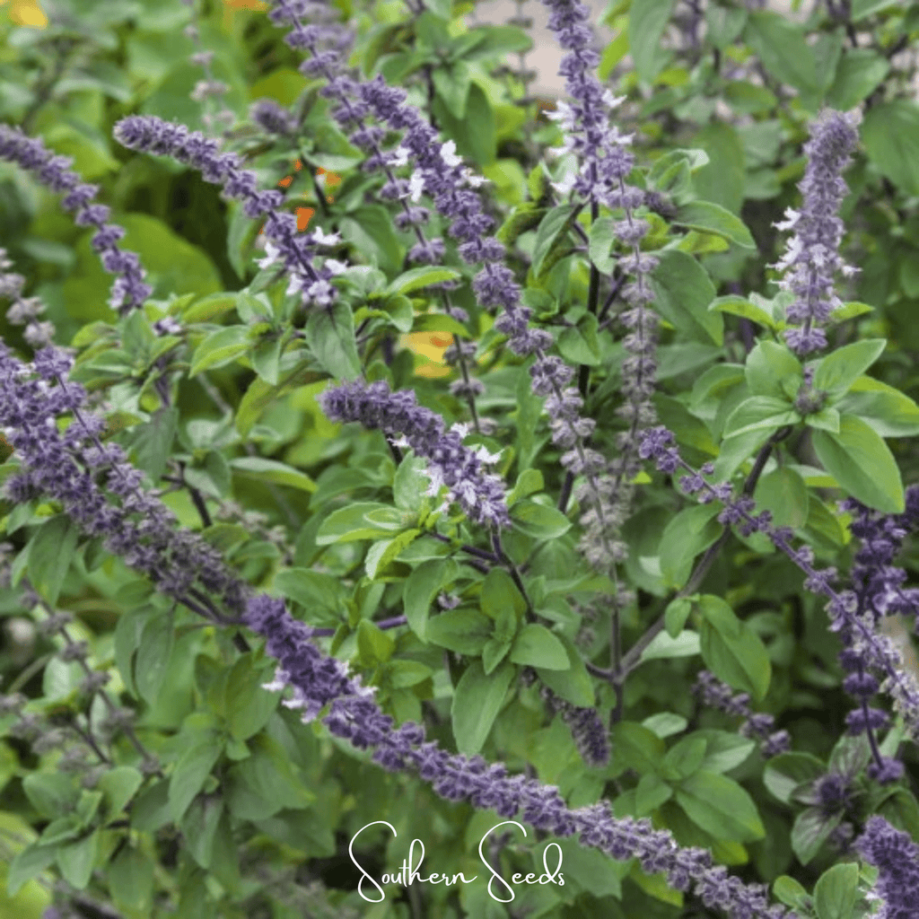 Blue Spice Basil – 100 Seeds Southern Seeds