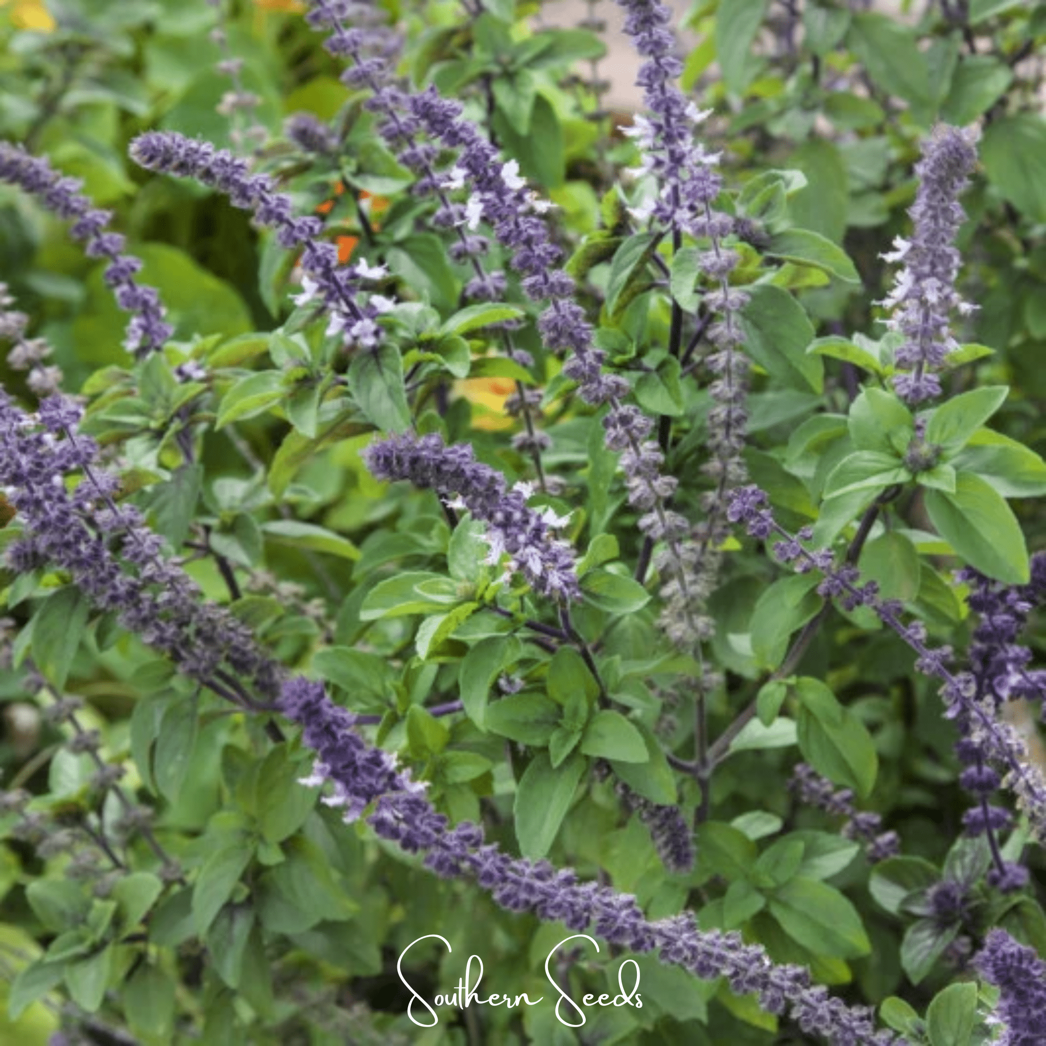 Blue Spice Basil – 100 Seeds Southern Seeds
