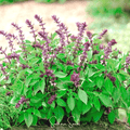 Blue Spice Basil – 100 Seeds Southern Seeds