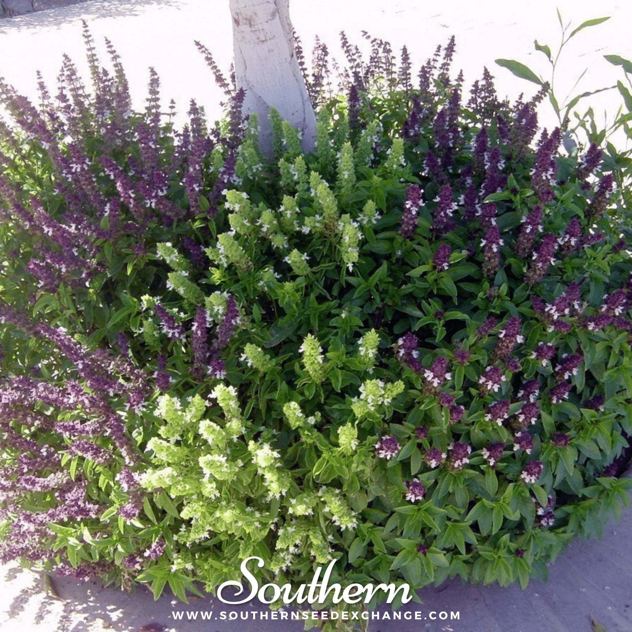 Cinnamon Basil – 250 Seeds Southern Seeds