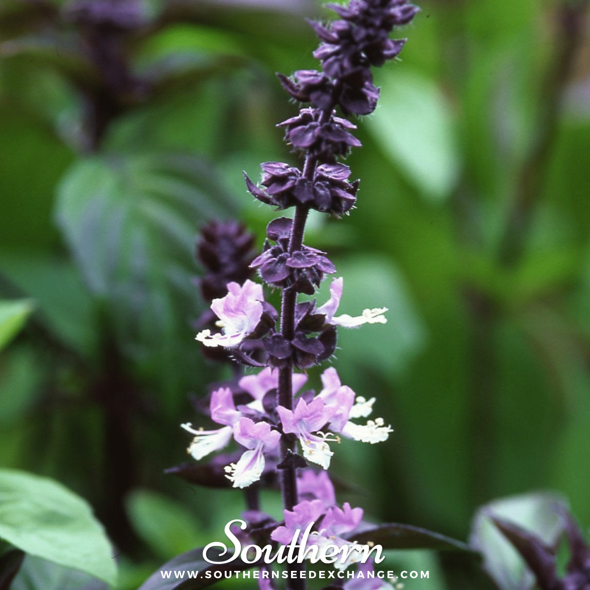 Cinnamon Basil – 250 Seeds Southern Seeds