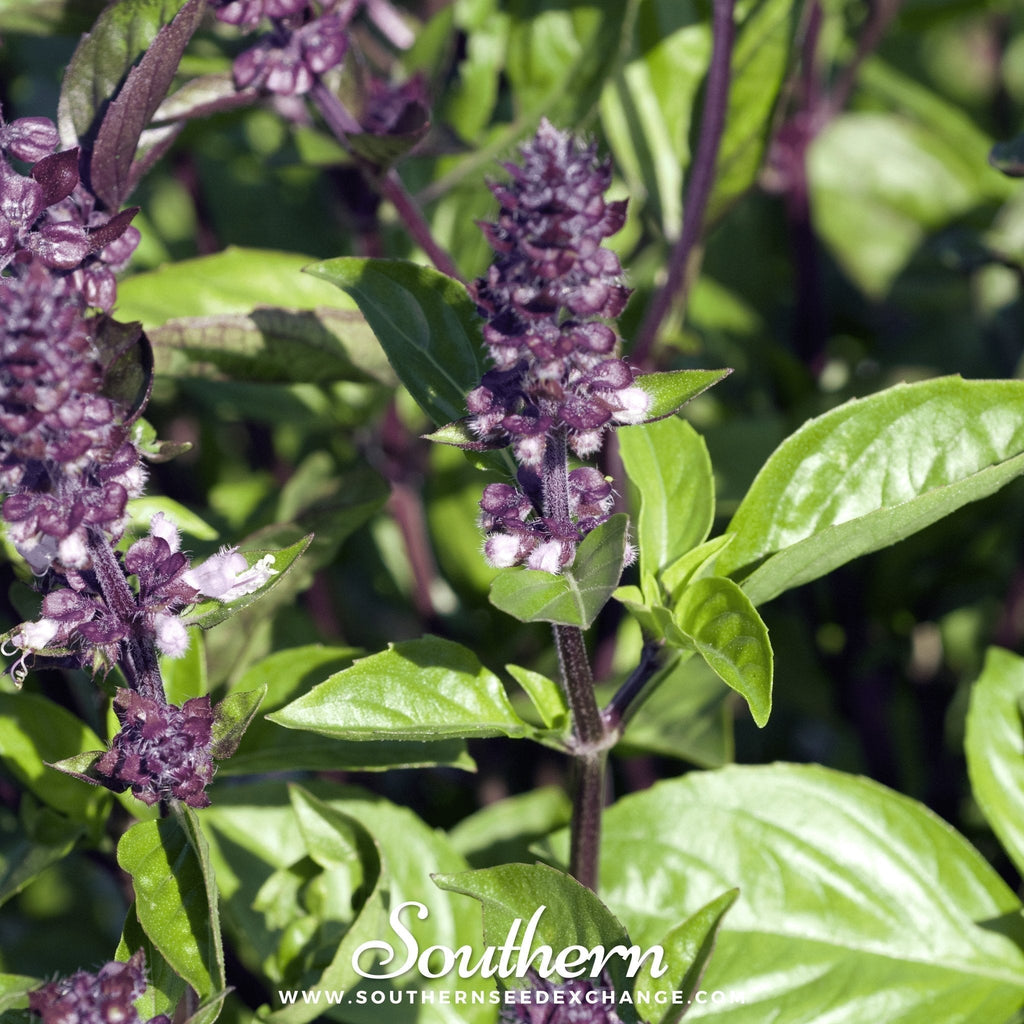Cinnamon Basil – 250 Seeds Southern Seeds