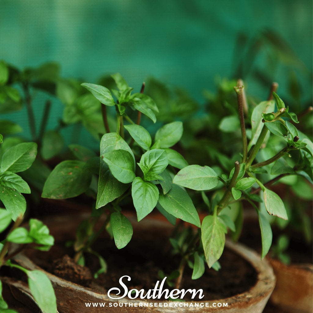 Cinnamon Basil – 250 Seeds Southern Seeds