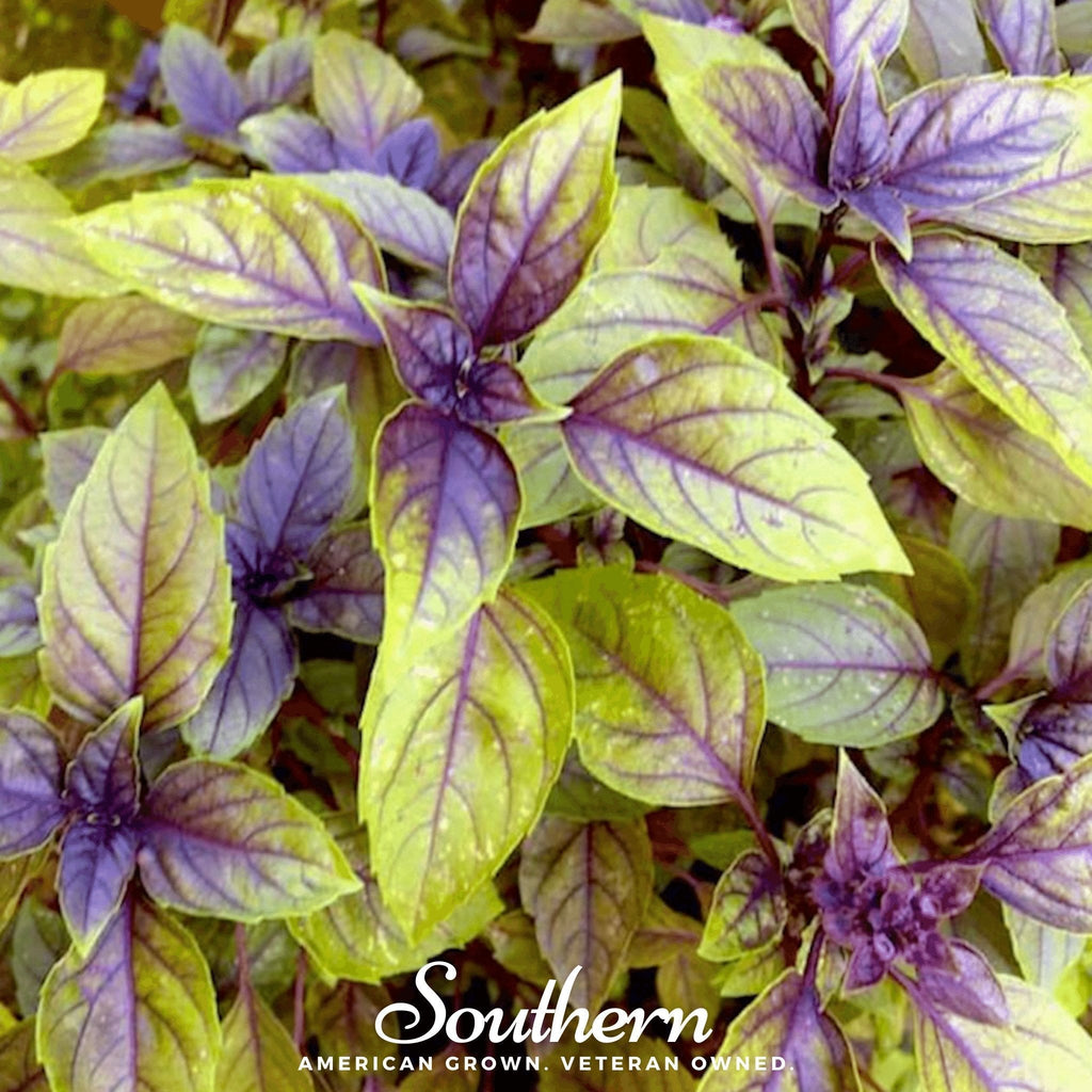 Corsican Basil – 250 Seeds Southern Seeds