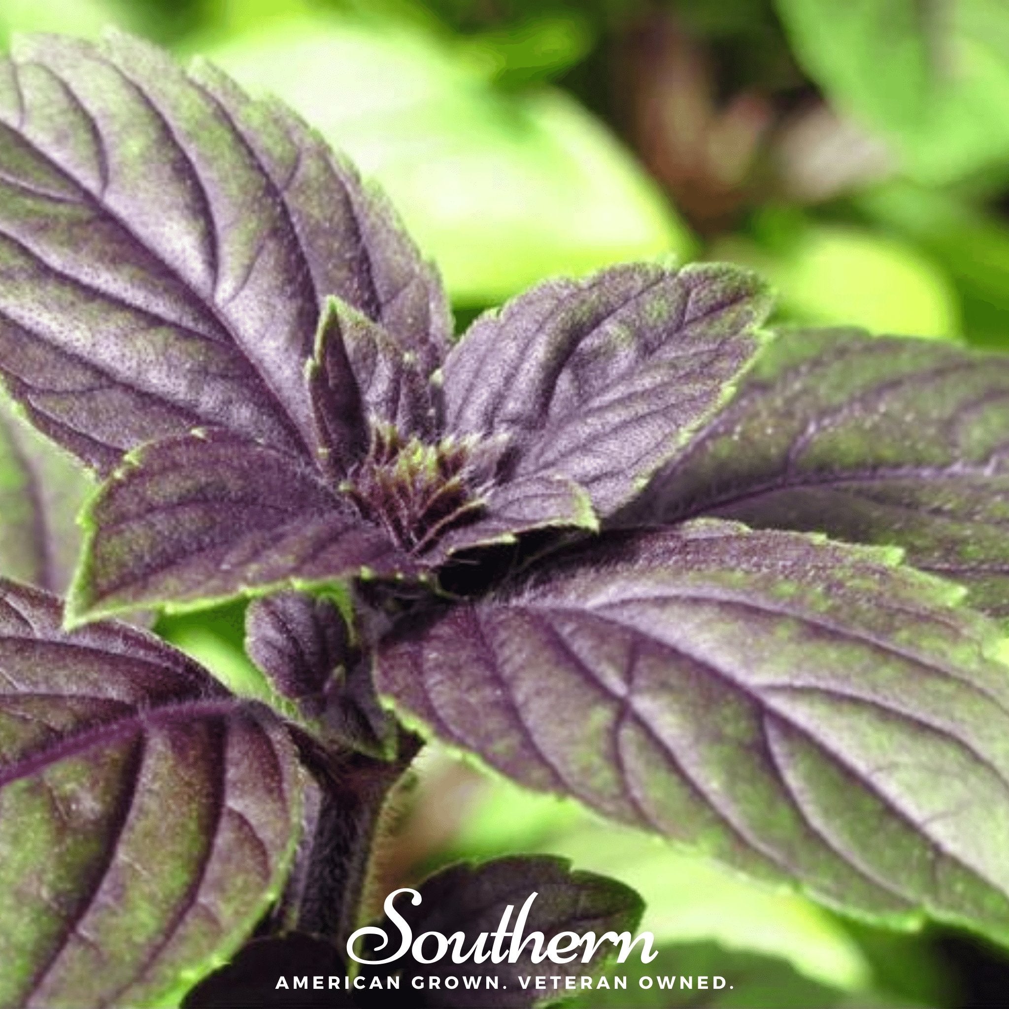 Corsican Basil – 250 Seeds Southern Seeds