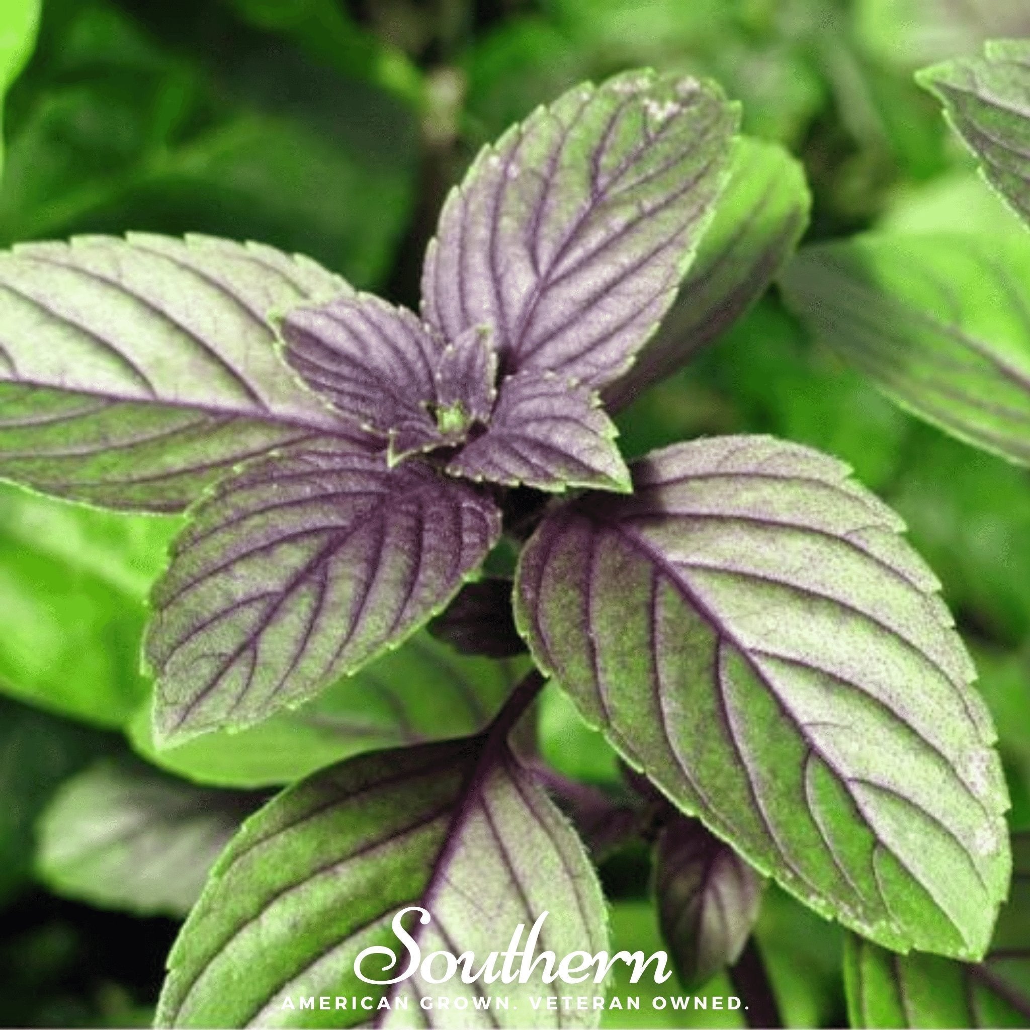 Corsican Basil – 250 Seeds Southern Seeds