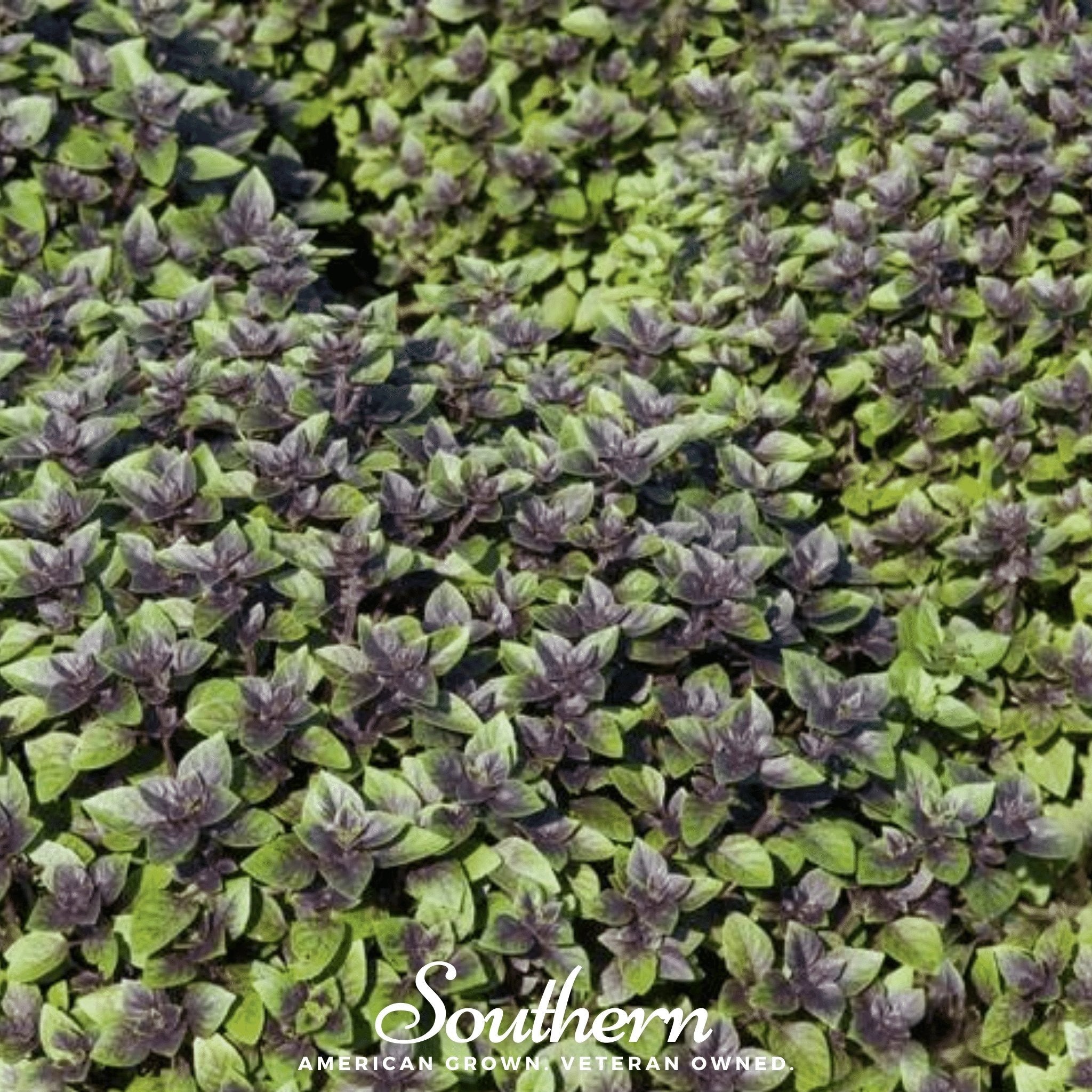 Corsican Basil – 250 Seeds Southern Seeds