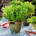 Dwarf Greek Basil – 250 Seeds Southern Seeds