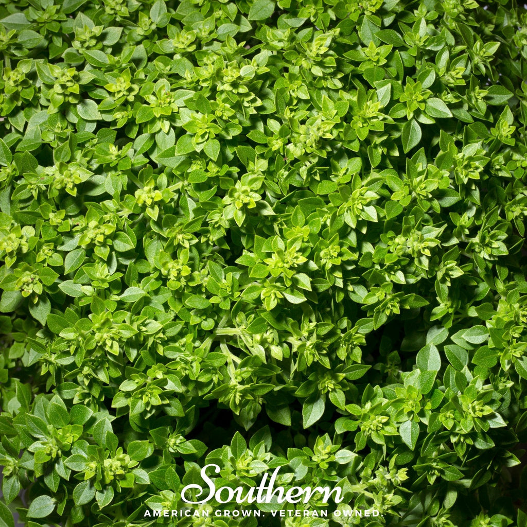 Dwarf Greek Basil – 250 Seeds Southern Seeds