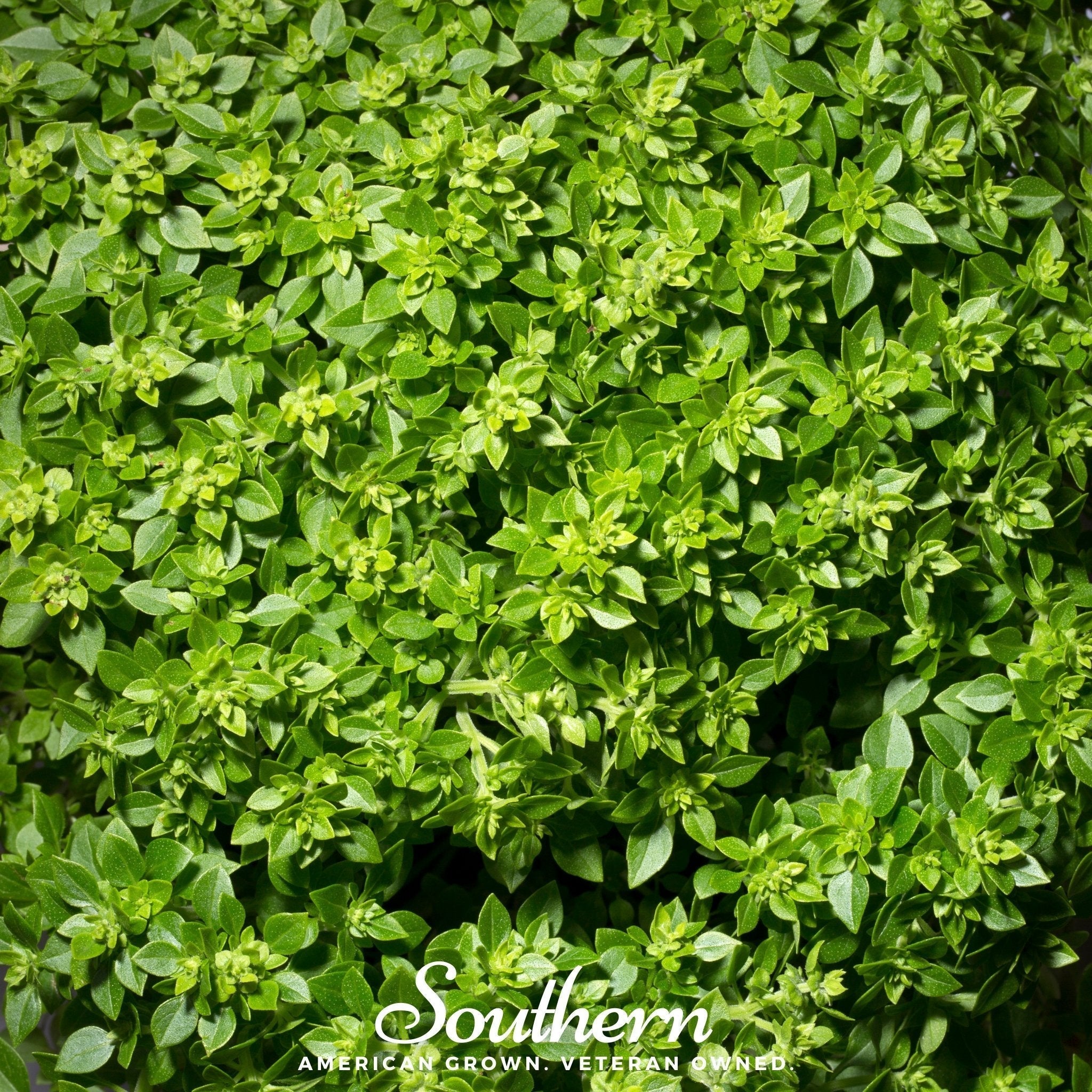 Dwarf Greek Basil – 250 Seeds Southern Seeds