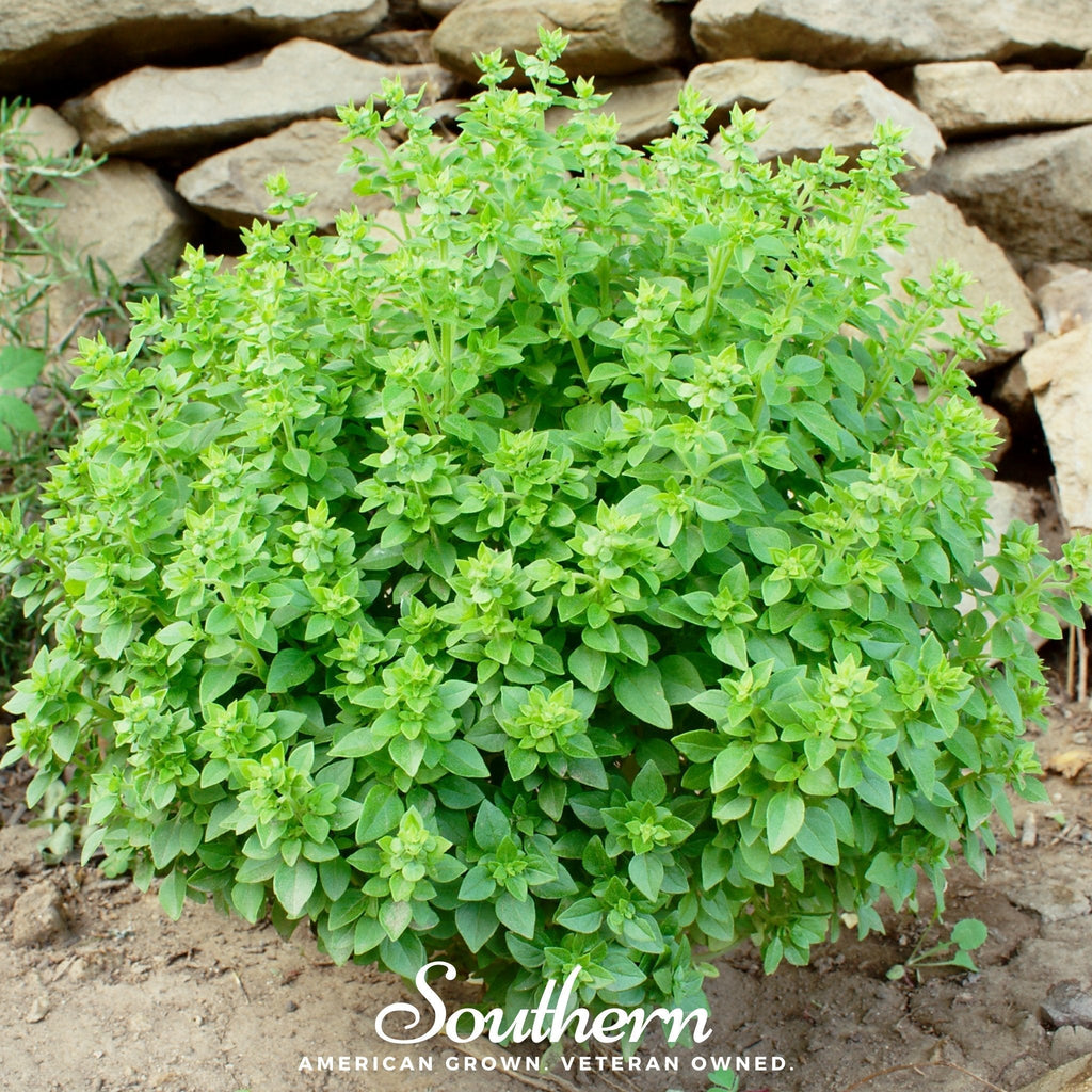 Dwarf Greek Basil – 250 Seeds Southern Seeds