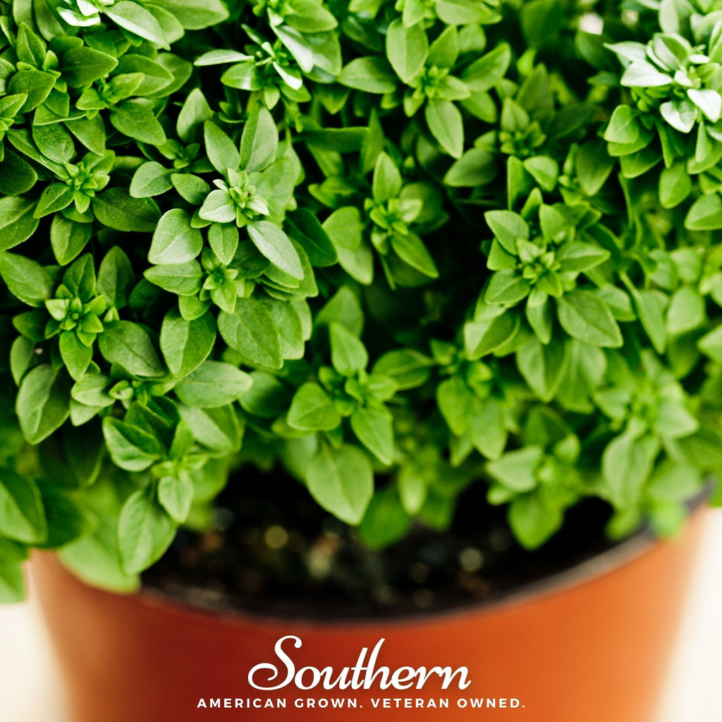 Dwarf Greek Basil – 250 Seeds Southern Seeds