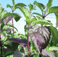 Red Holy Basil – 250 Seeds Southern Seeds
